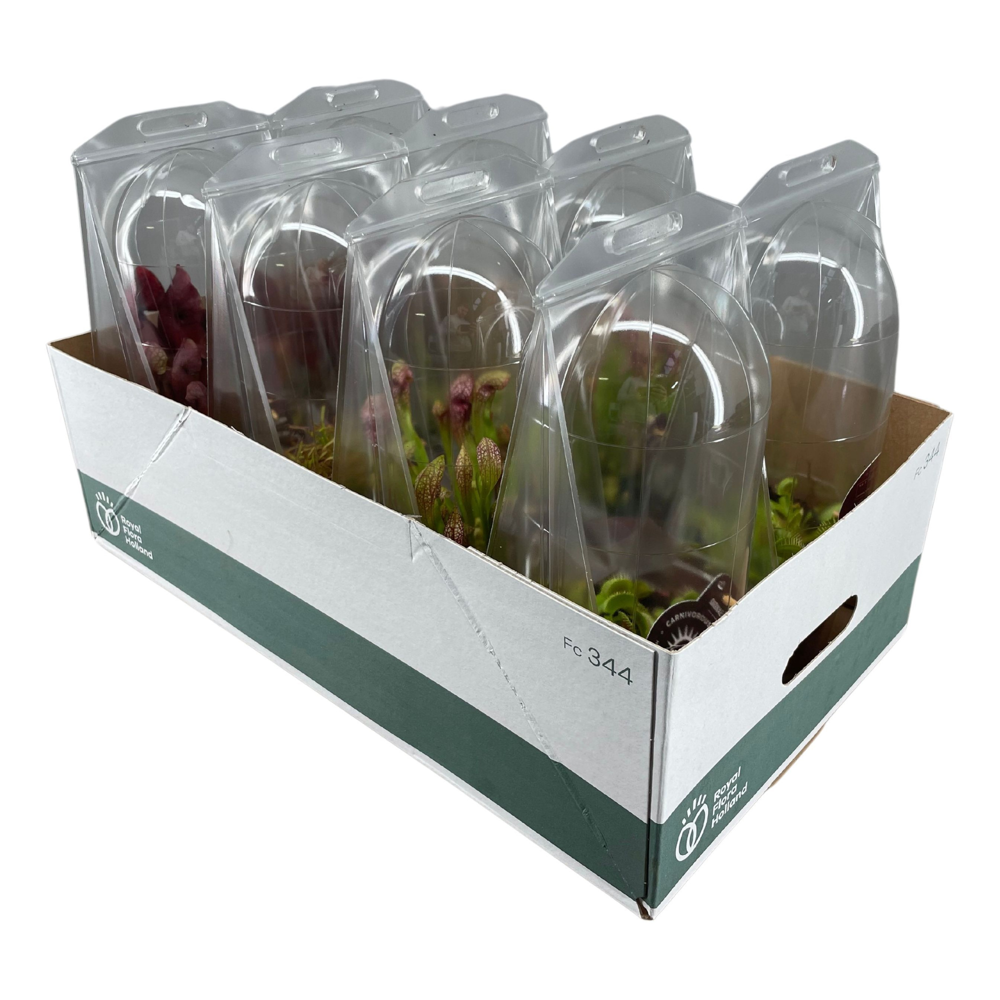 Vleesetende planten mix 12 cm in blister, D 12 cm