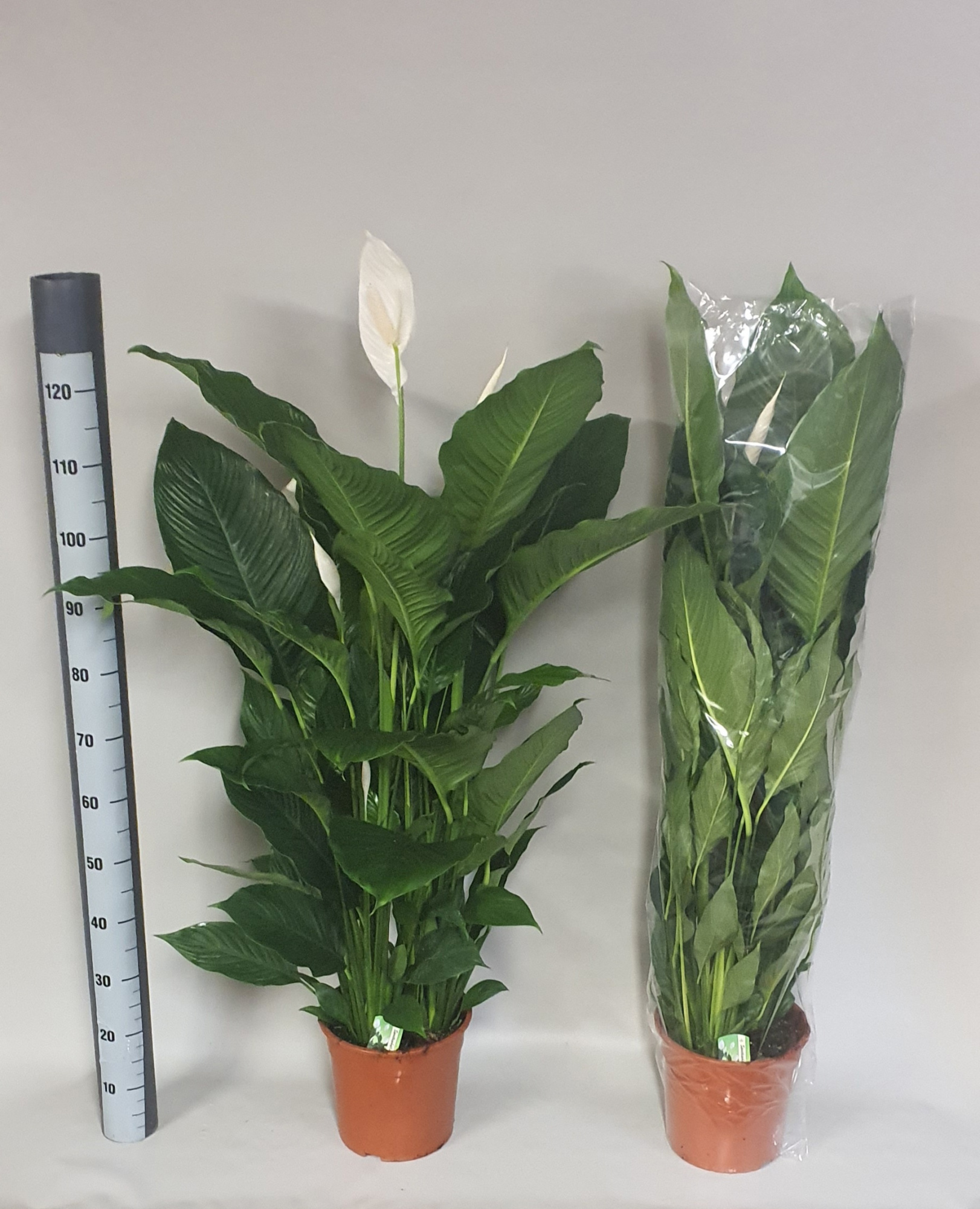 Spathiphyllum 'Sweet Sebastiano' KLOK, D 24 cm
