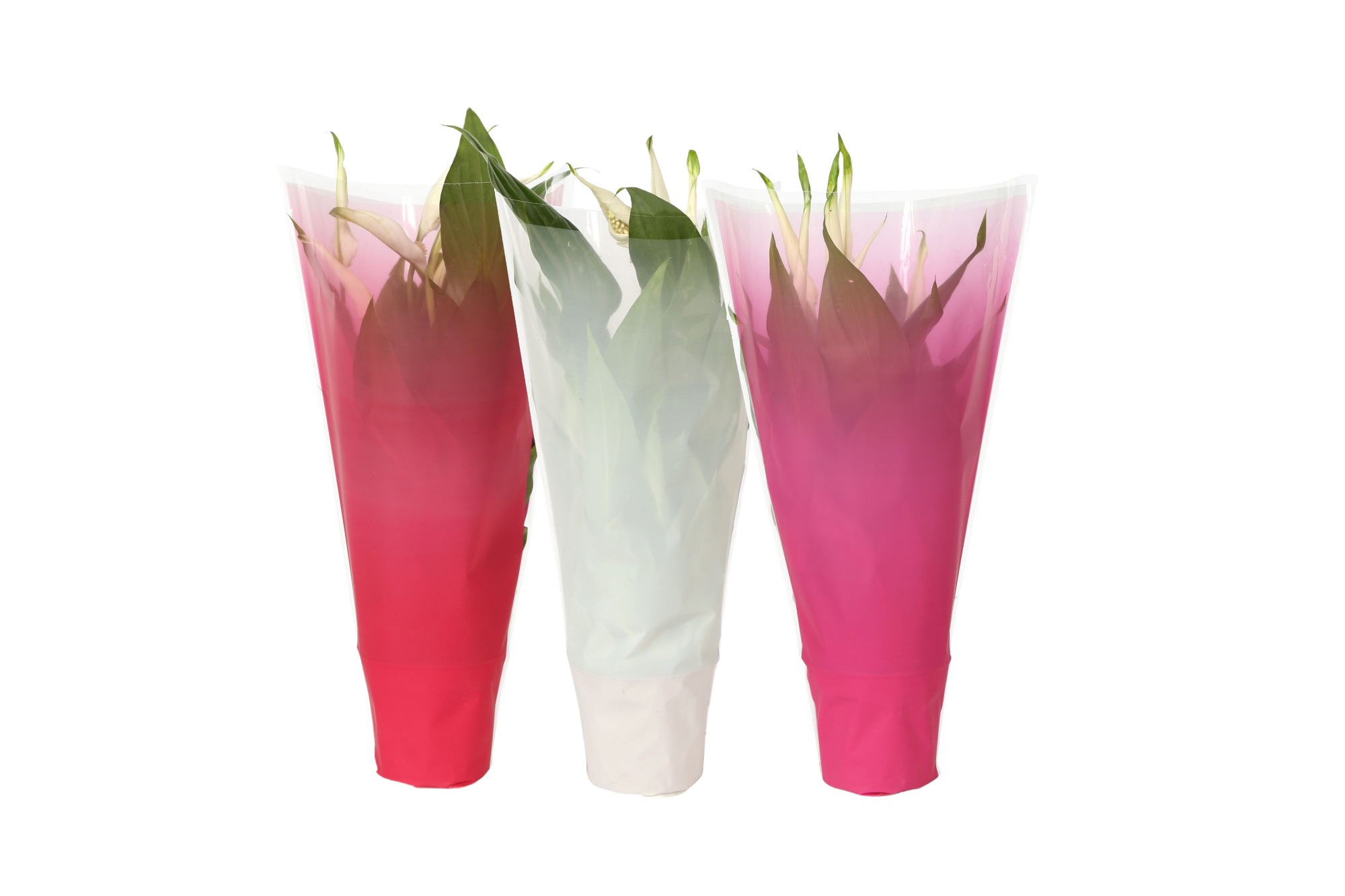 KP-794.3 - Spathiphyllum 9cm In gekleurde hoes, lovemix, D 9