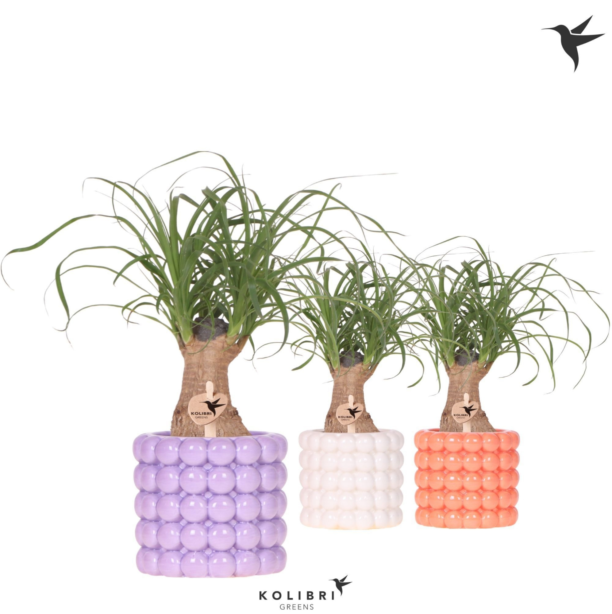 Kolibri Greens Beaucarnea in Poppy pot mix, D 9 cm