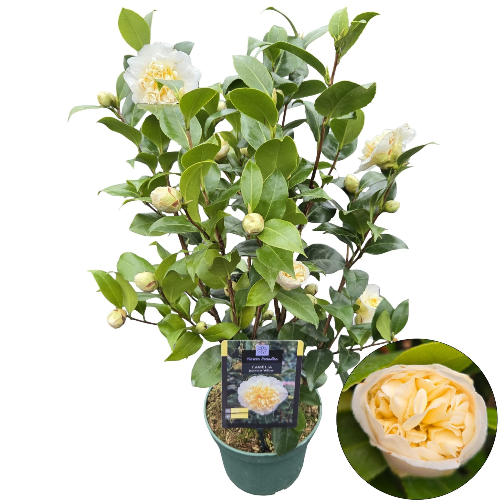 Camellia jap. 'Yellow', D 19