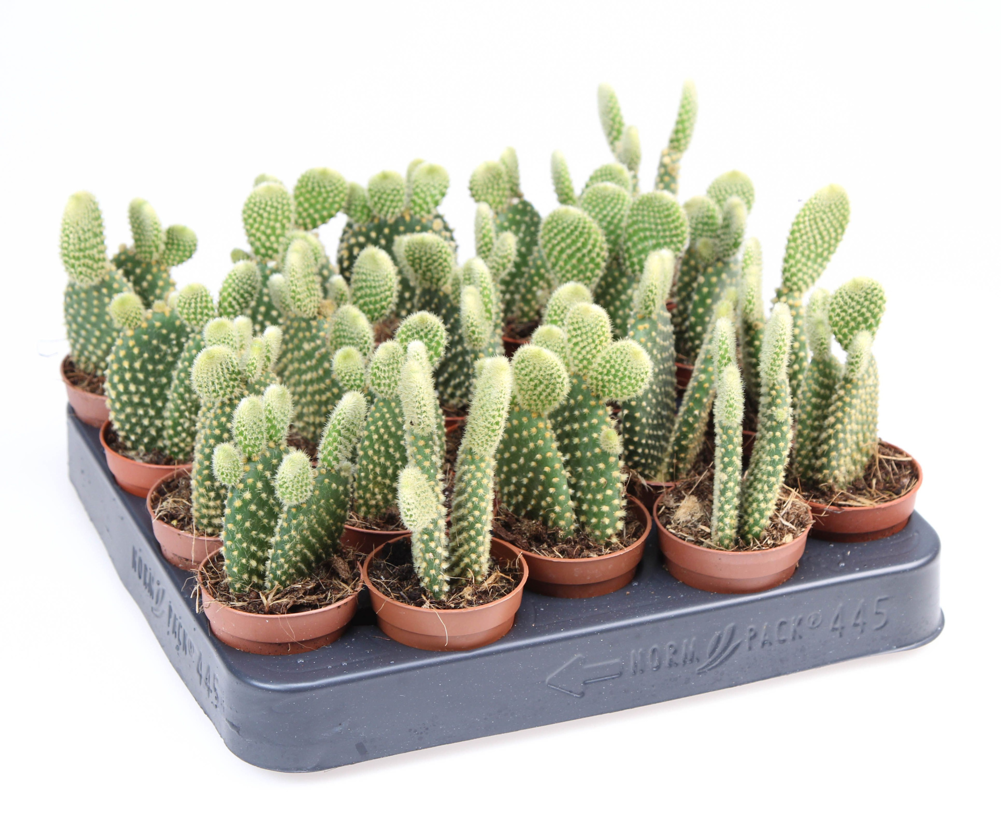 Opuntia Microdasys, D 5,5 cm