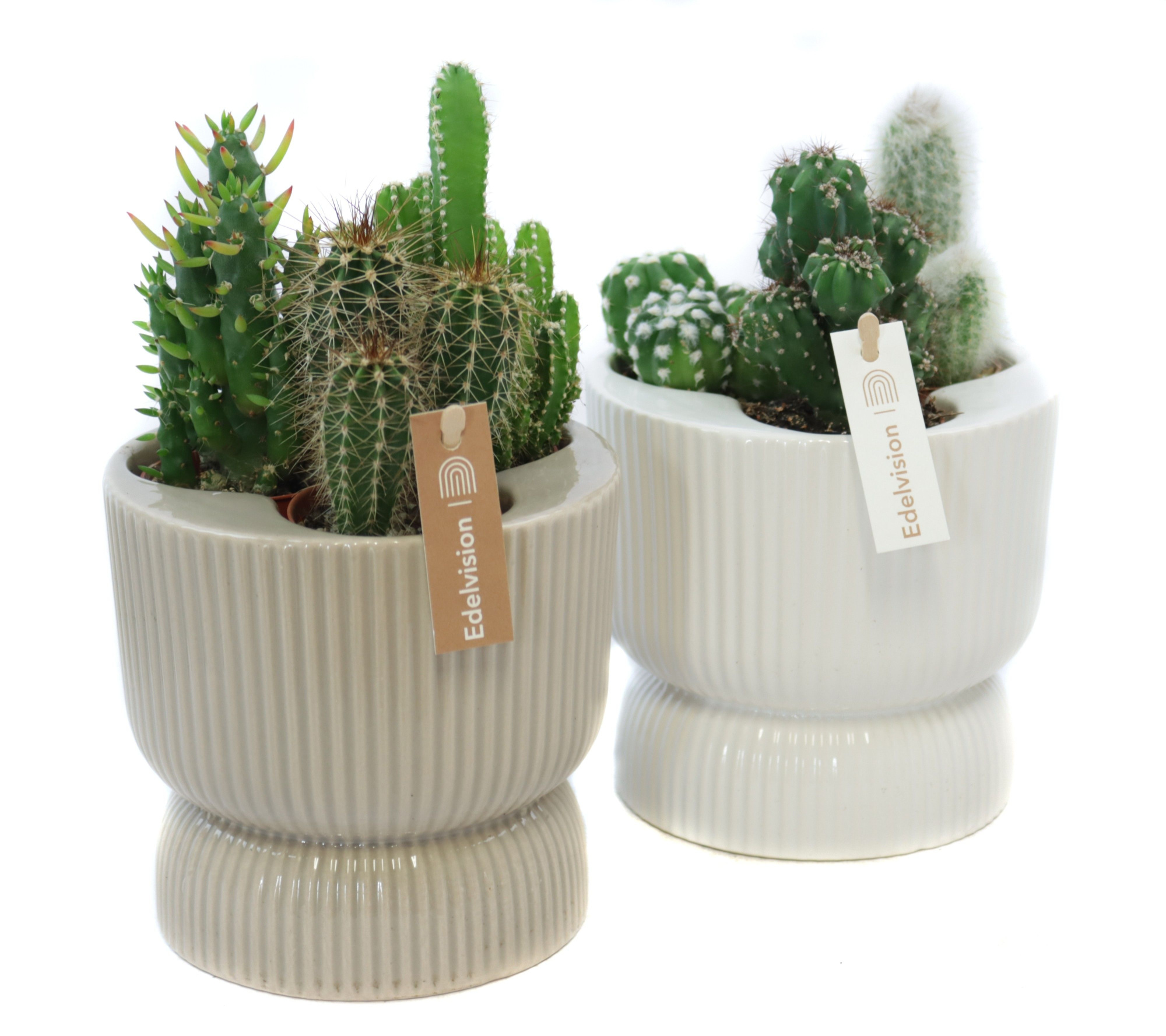 3x cactus 5,5 cm in nara pot met etiket, D 13 cm