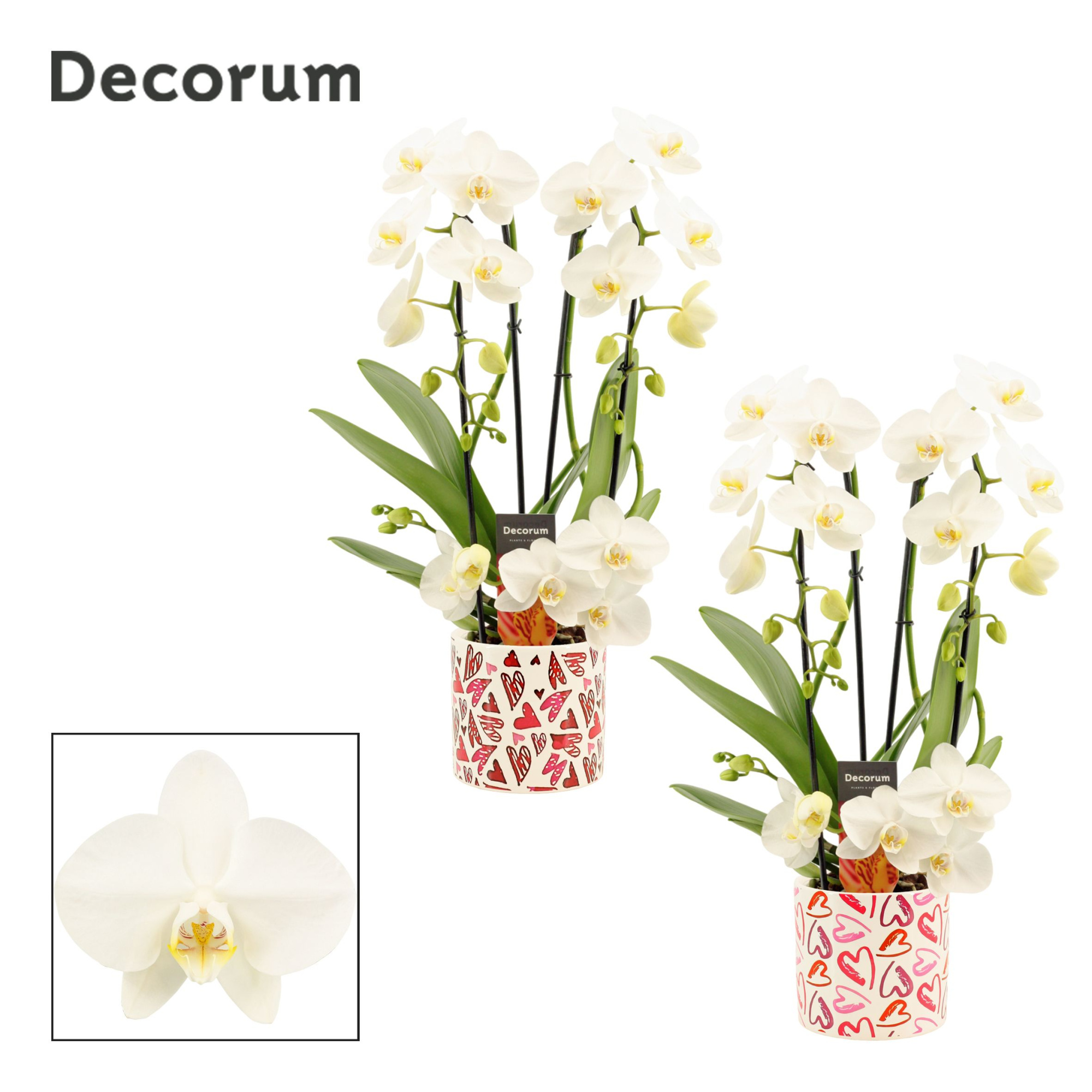 Phalaenopsis twirl wit in Julia (Deco-collection), D 12