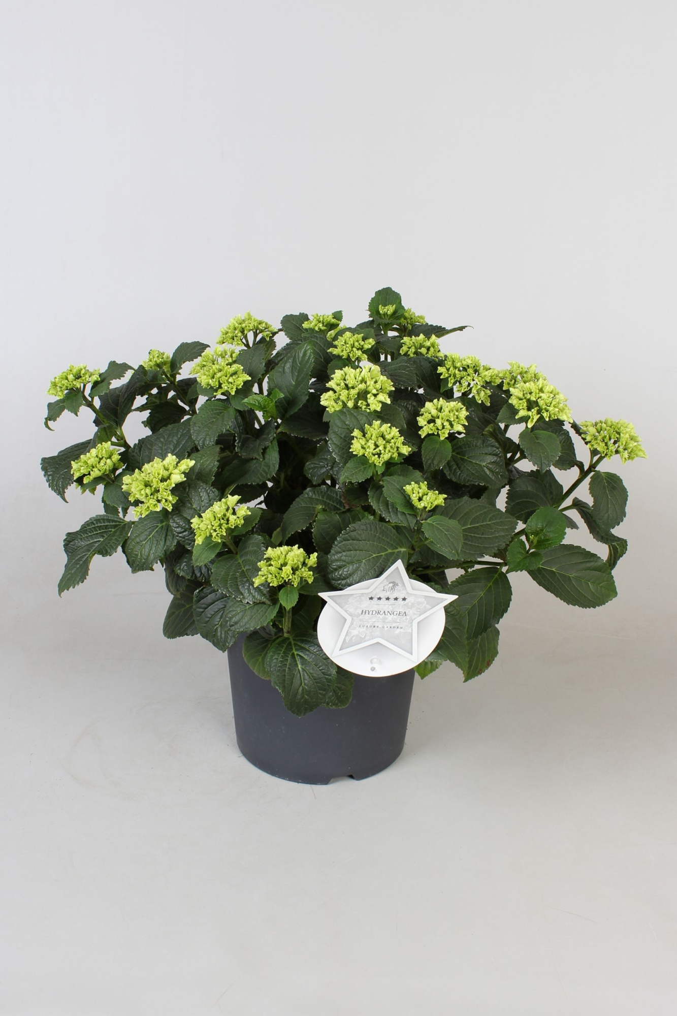 Hydrangea macr. wit, 12+kn/bl, D 23