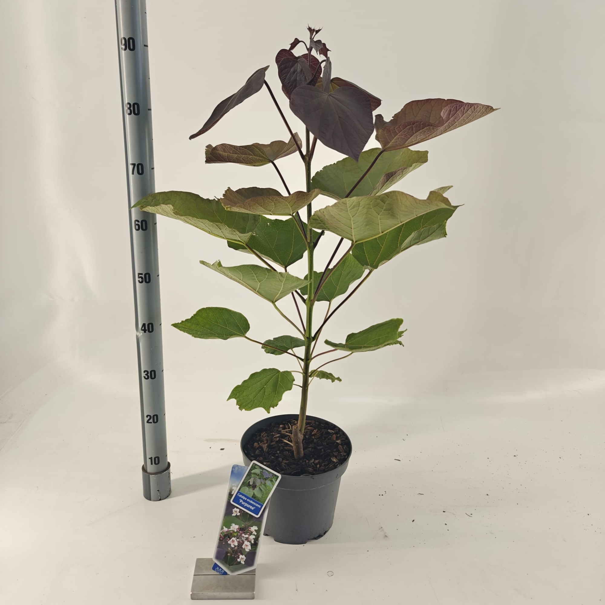 Catalpa erubescens 'Purpurea', D 23 cm