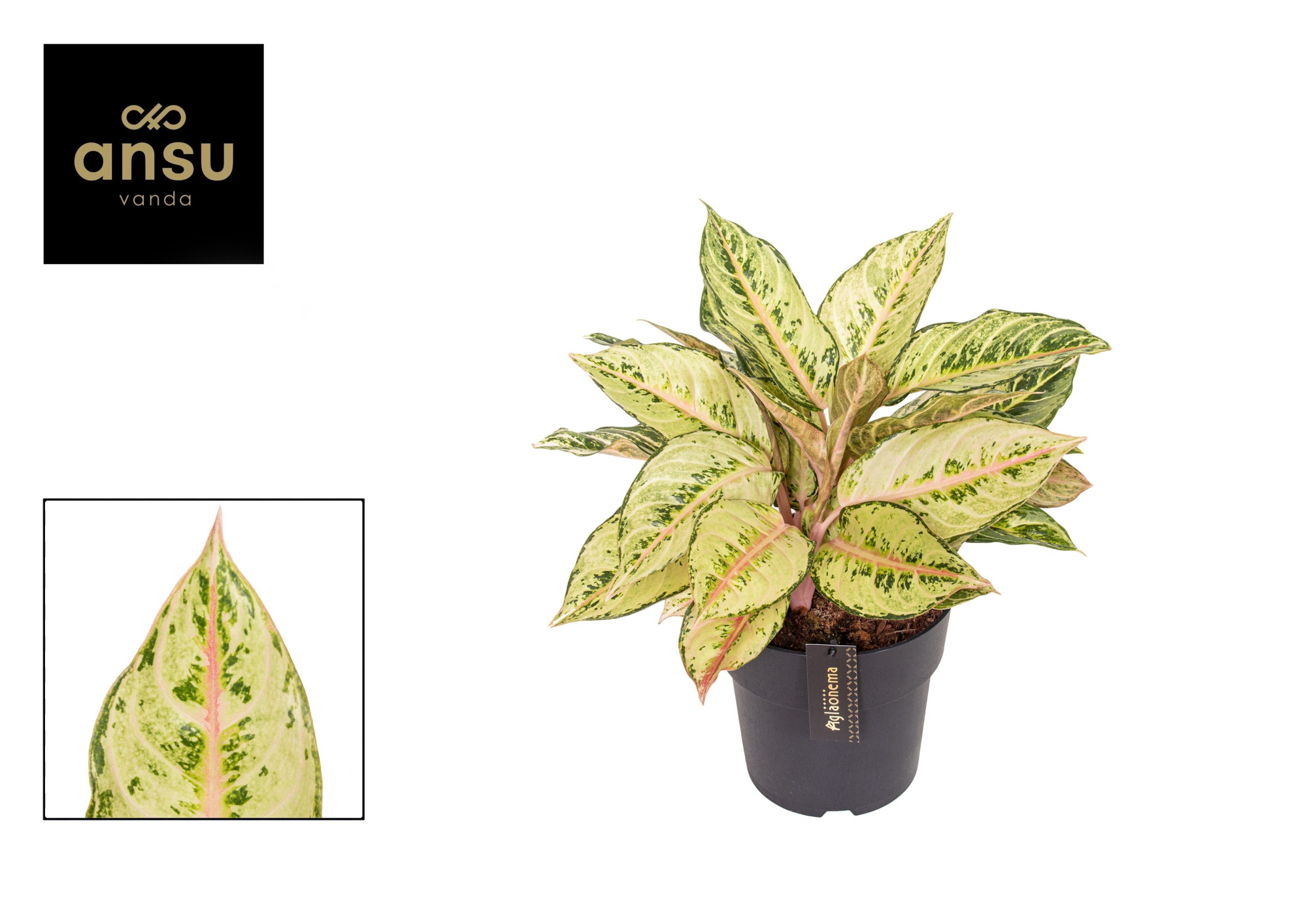 Aglaonema Chartreuse Pretty, D 19 cm