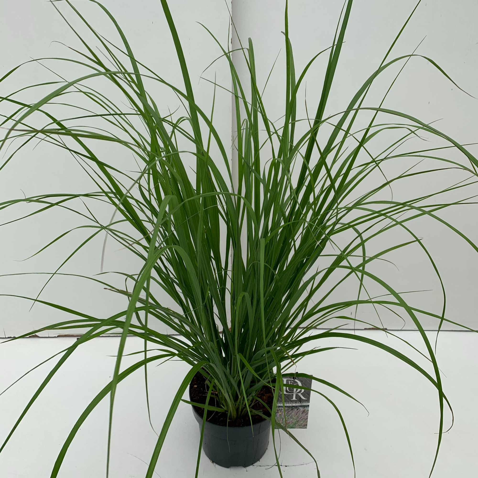 Pennisetum 'Red Head', D 19 cm