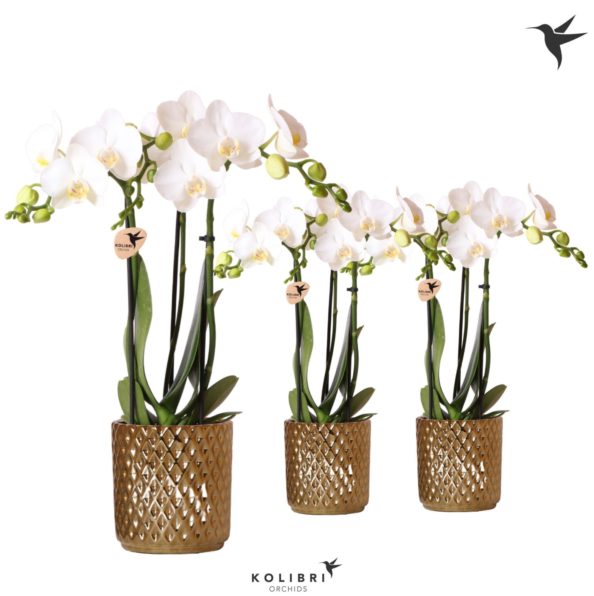 Kolibri Orchids Phalaenopsis white 3 spike in Diamond pot gold, D 9