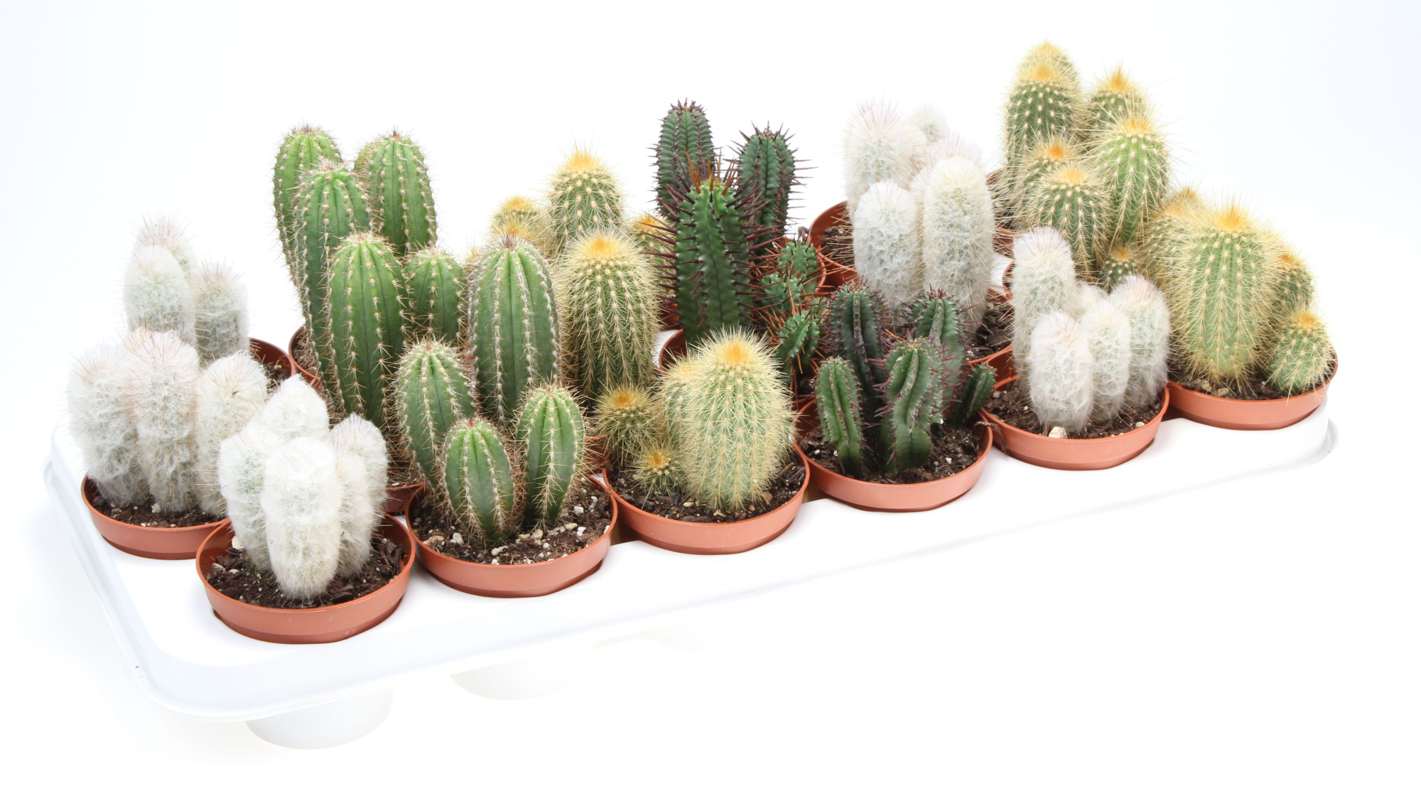 Cactus zuil mix, D 8,5 cm