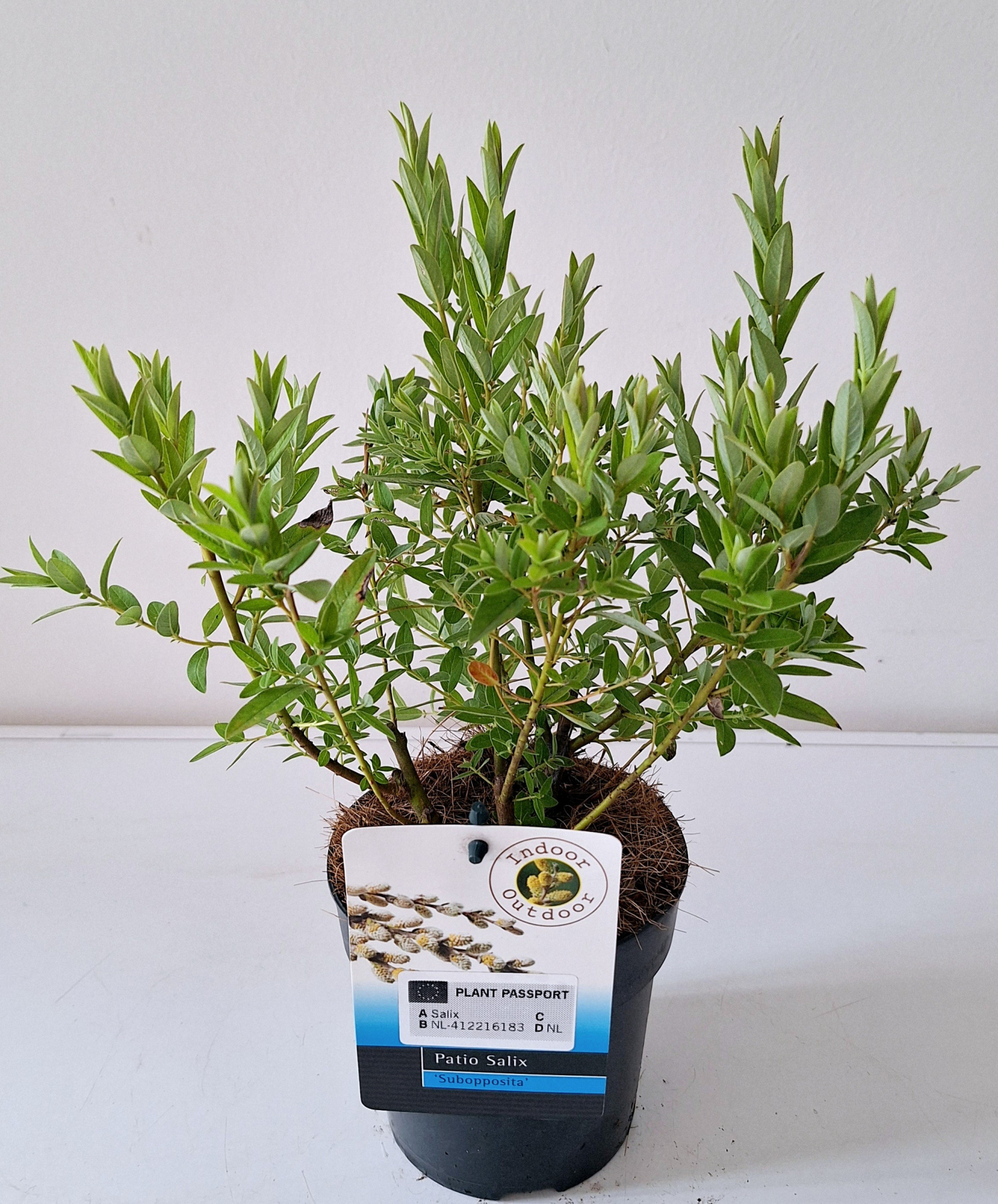 Salix Subopposita bush P19, D 19 cm