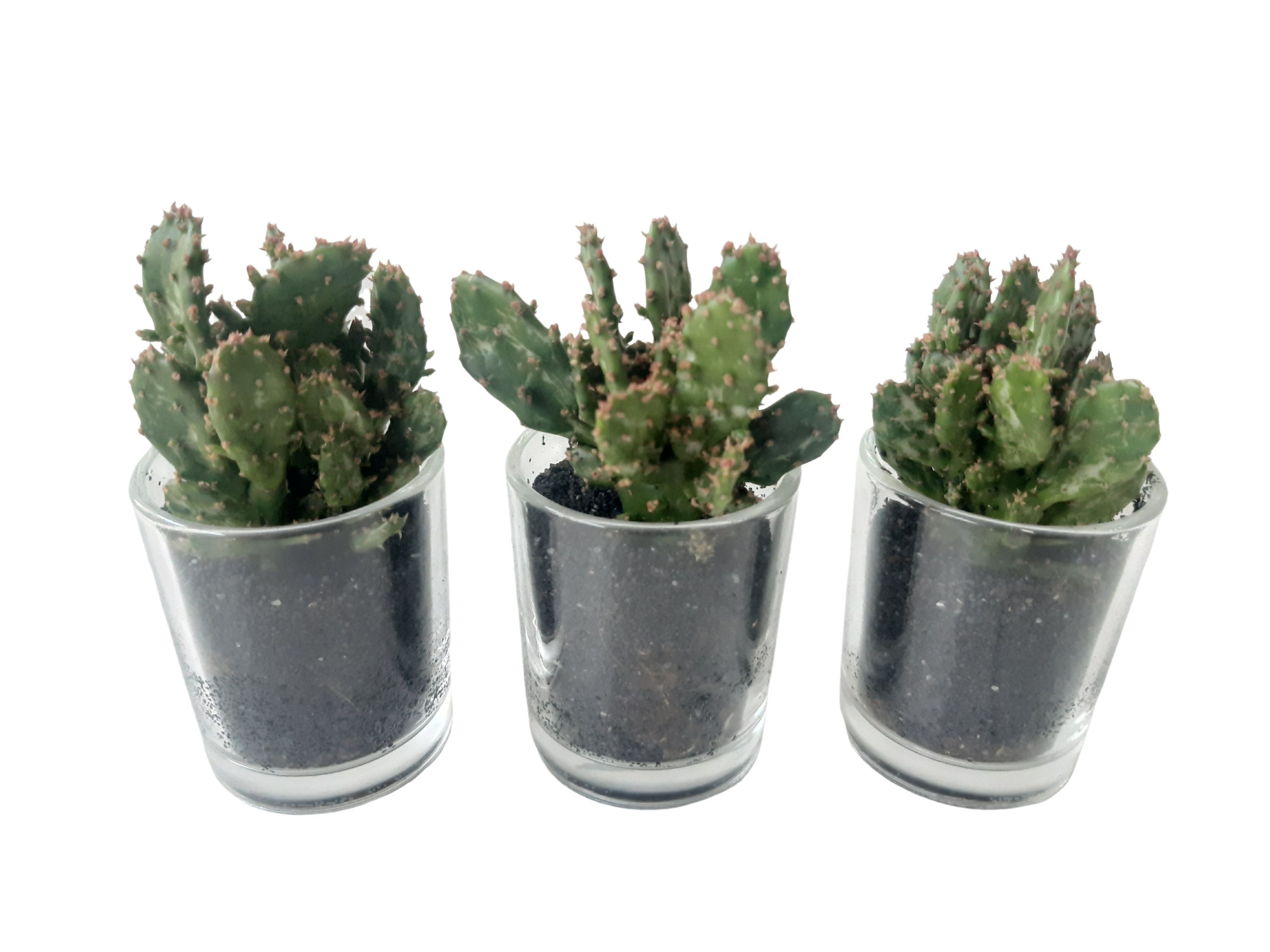 916OPU mini cil glas met Opuntia in zwart zand, D 6 cm