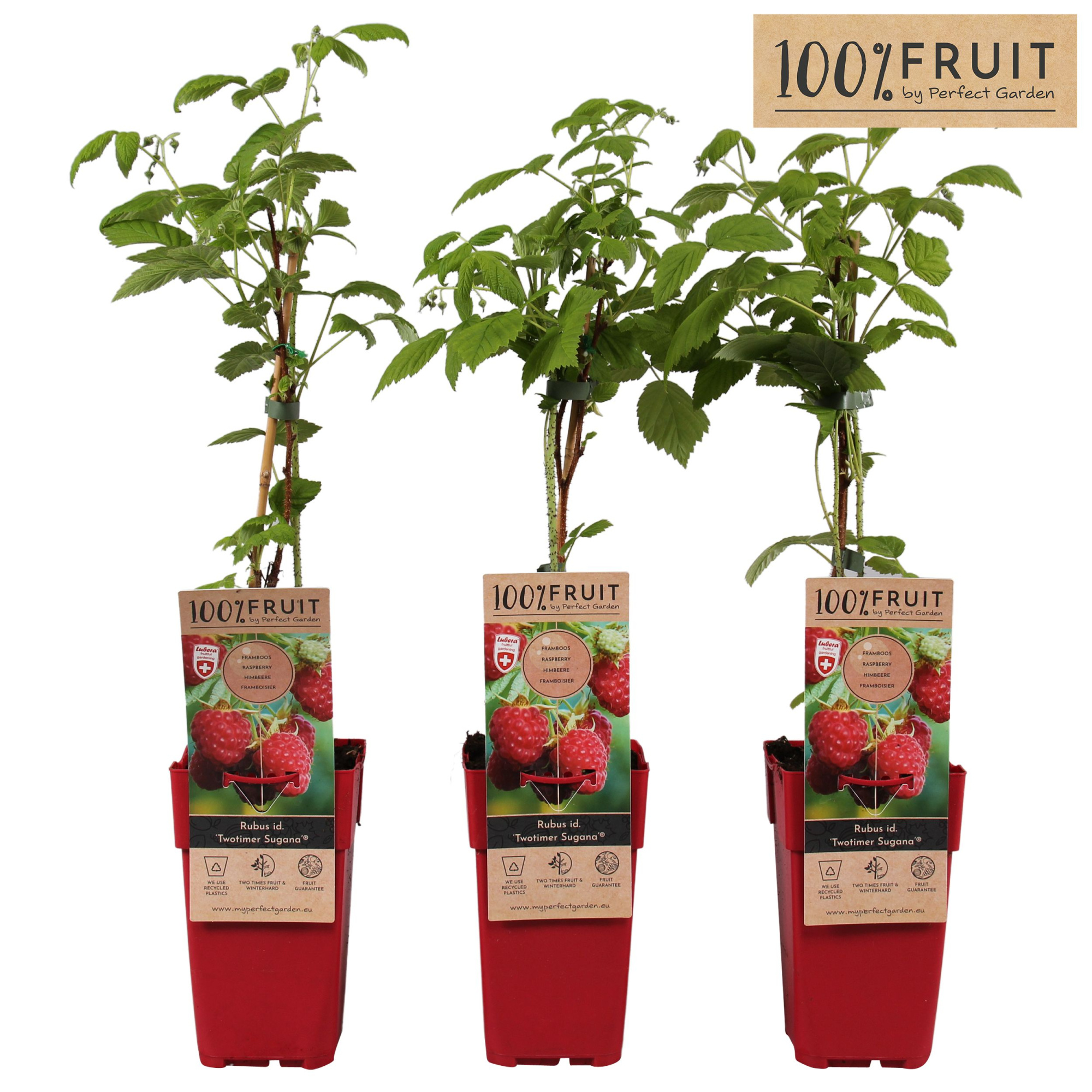 Rubus idaeus 'Twotimer Sugana Red'® P15, D 15 cm