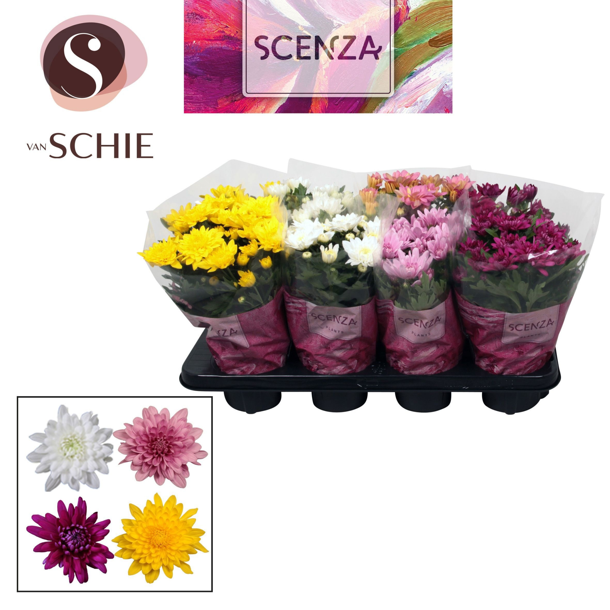 Chrysanne® Grandezza SCENZA, D 13