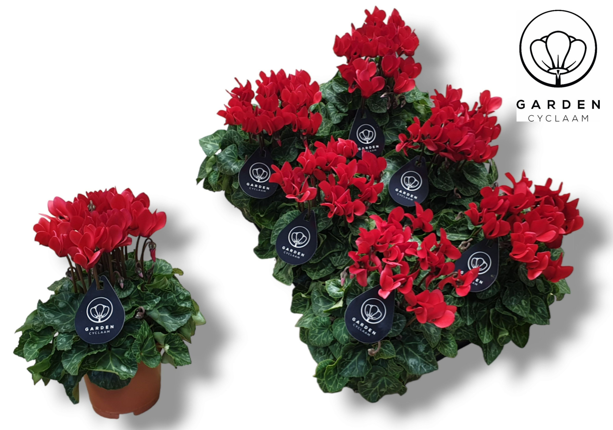Cyclamen GARDEN ROOD, D 10,5 cm