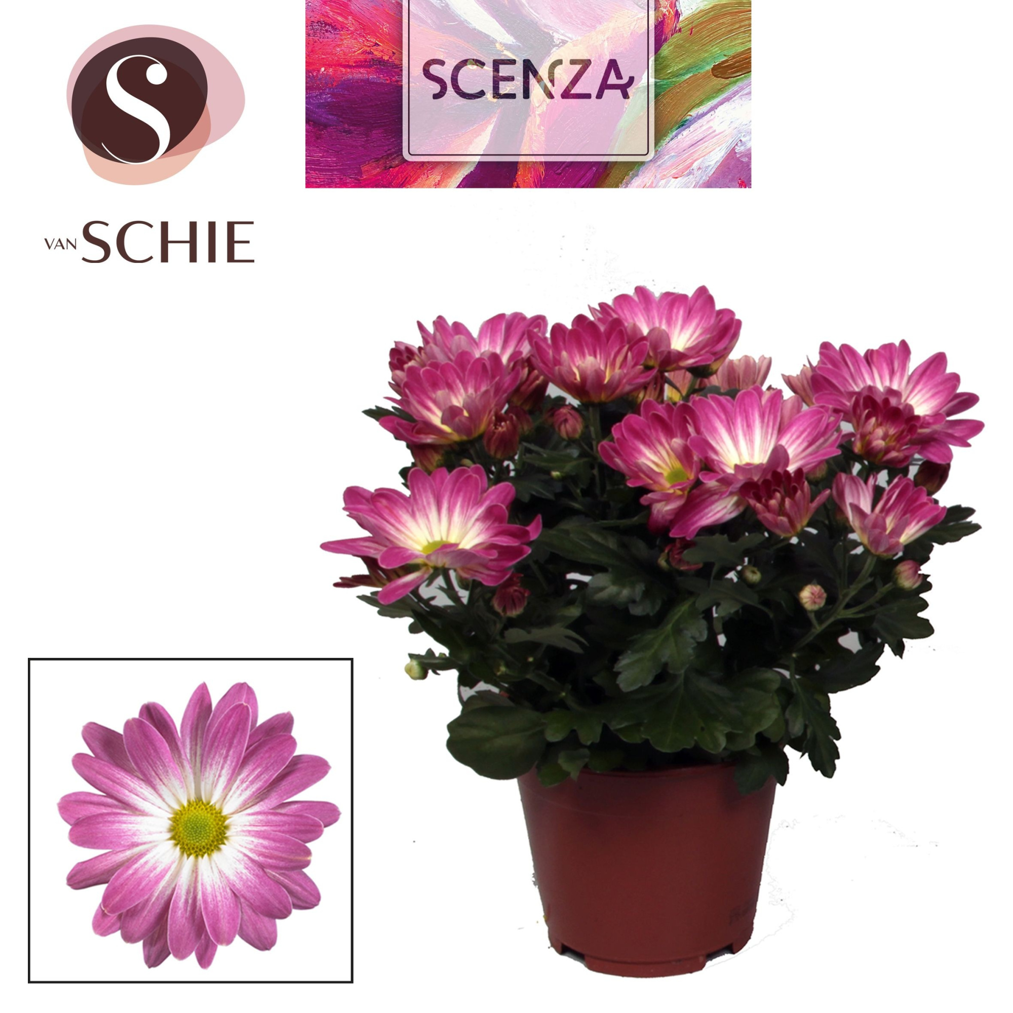 Chrysant Pink Secret, D 13 cm