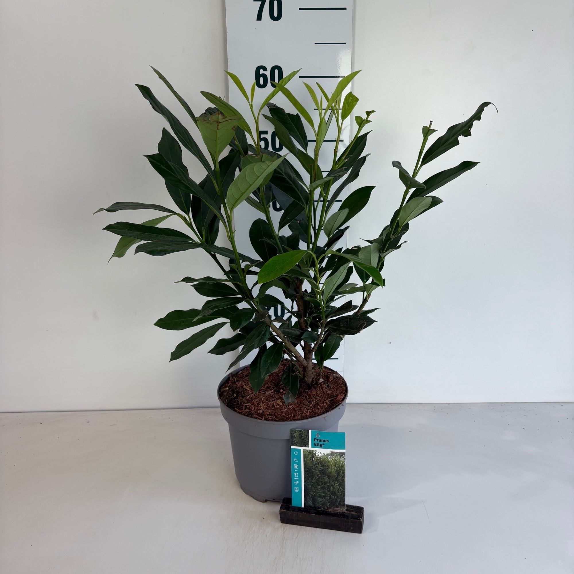 Prunus l. Elly, D 20 cm