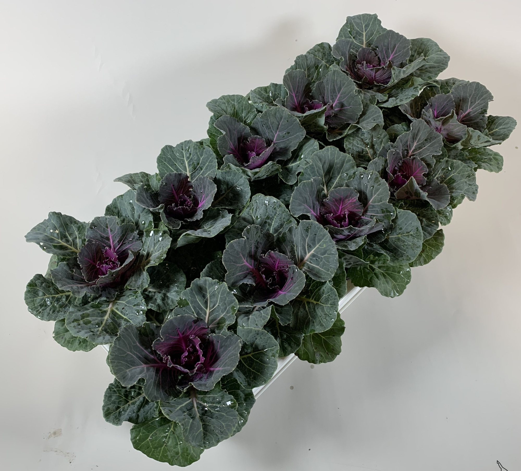 Brassica glad rood, D 10,5 cm