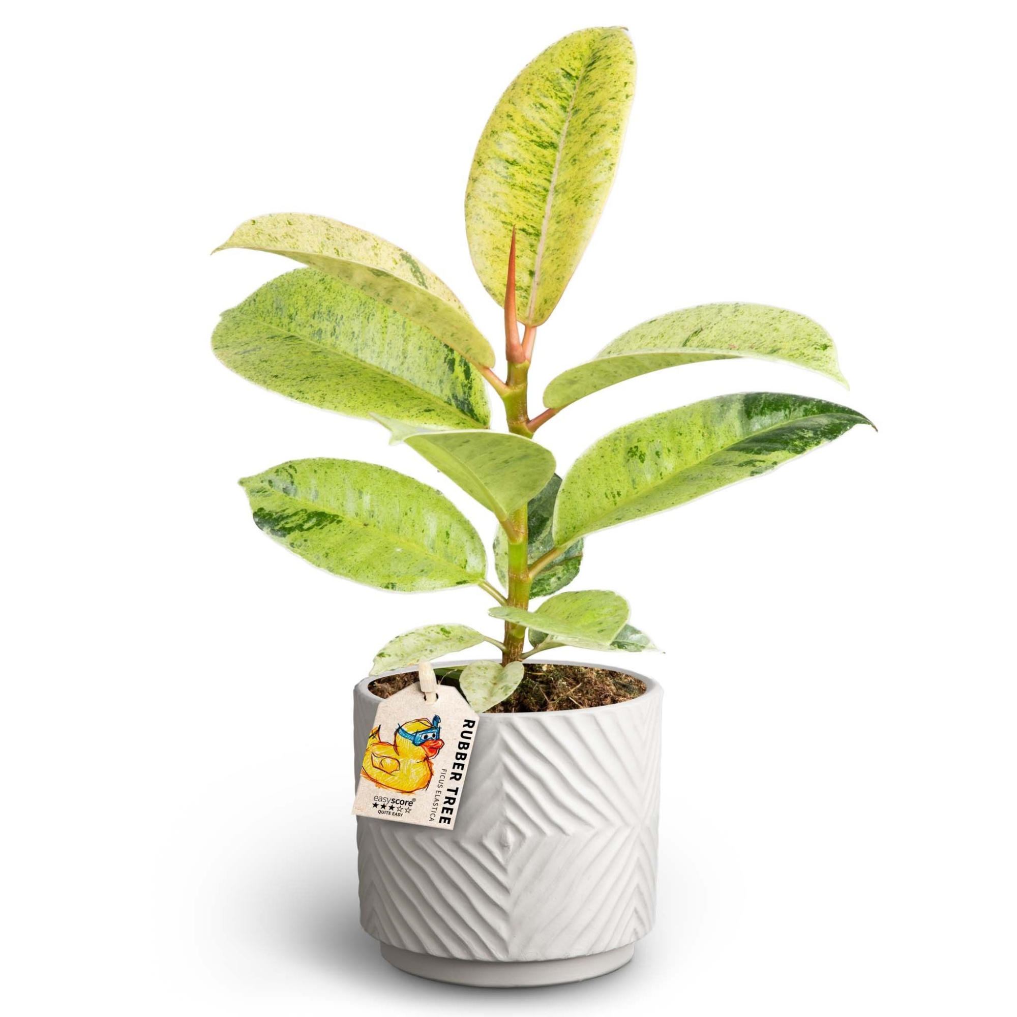 Dune Sand, Ficus elastica ´Shivereana´, D 10 cm