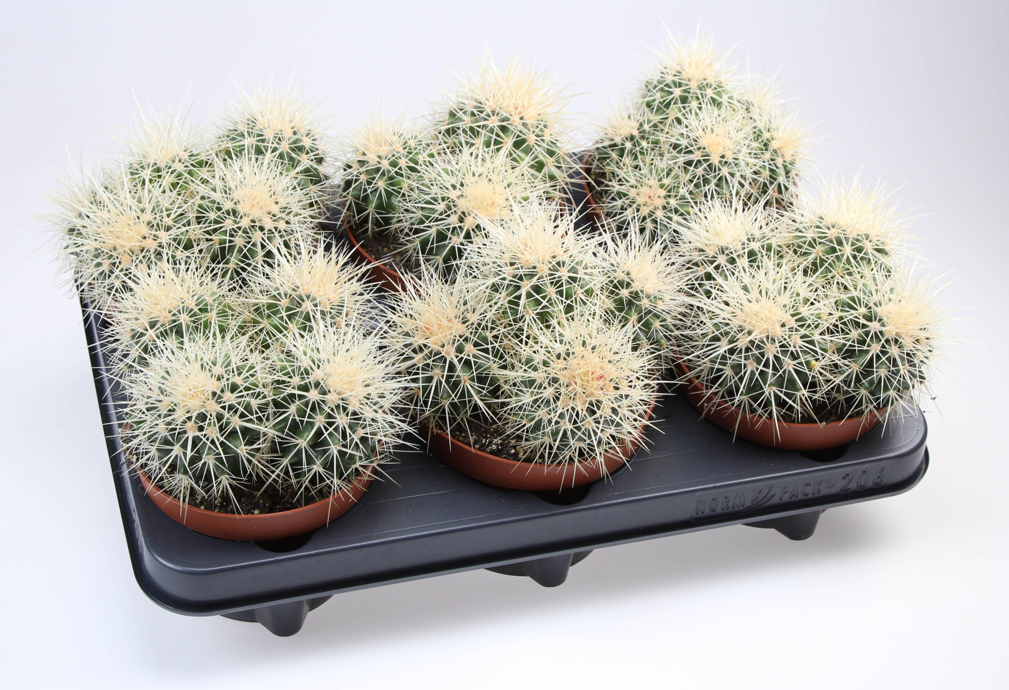 Echinocactus Grusonii dubbel, D 12,5