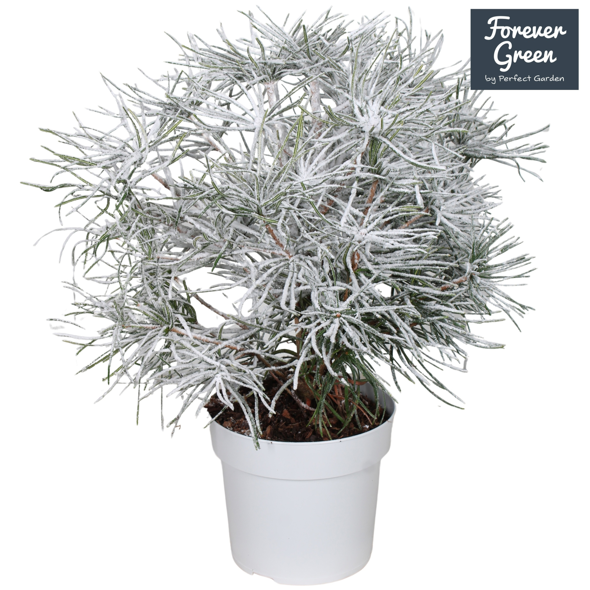 Sciadopitys verticillata P19 - Snow, D 19
