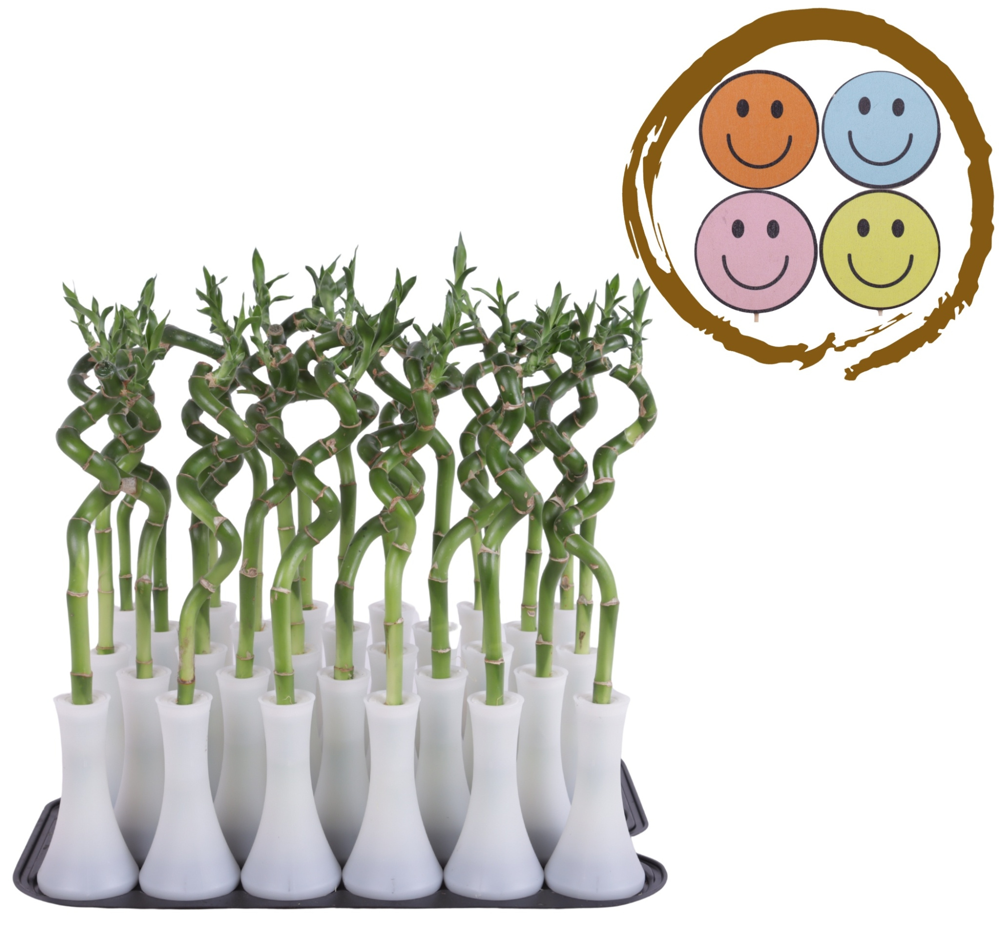 Lucky Bamboo Stem Spiral 30cm in Tube Vase White, D 6 cm