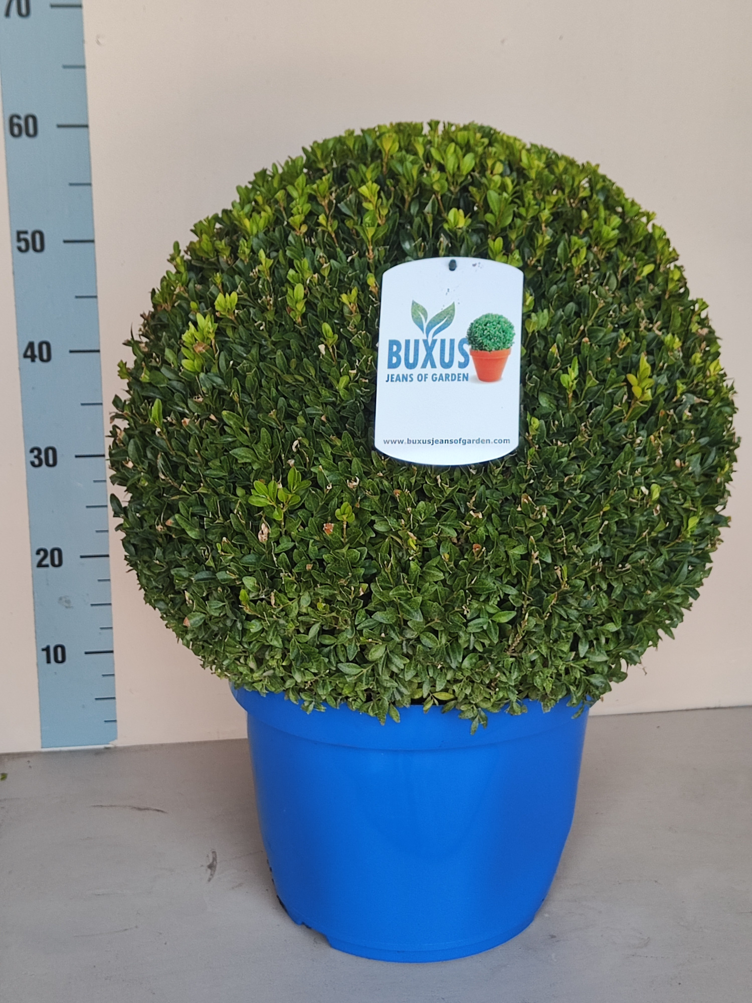 Buxus sempervirens bol CC (45), D 30