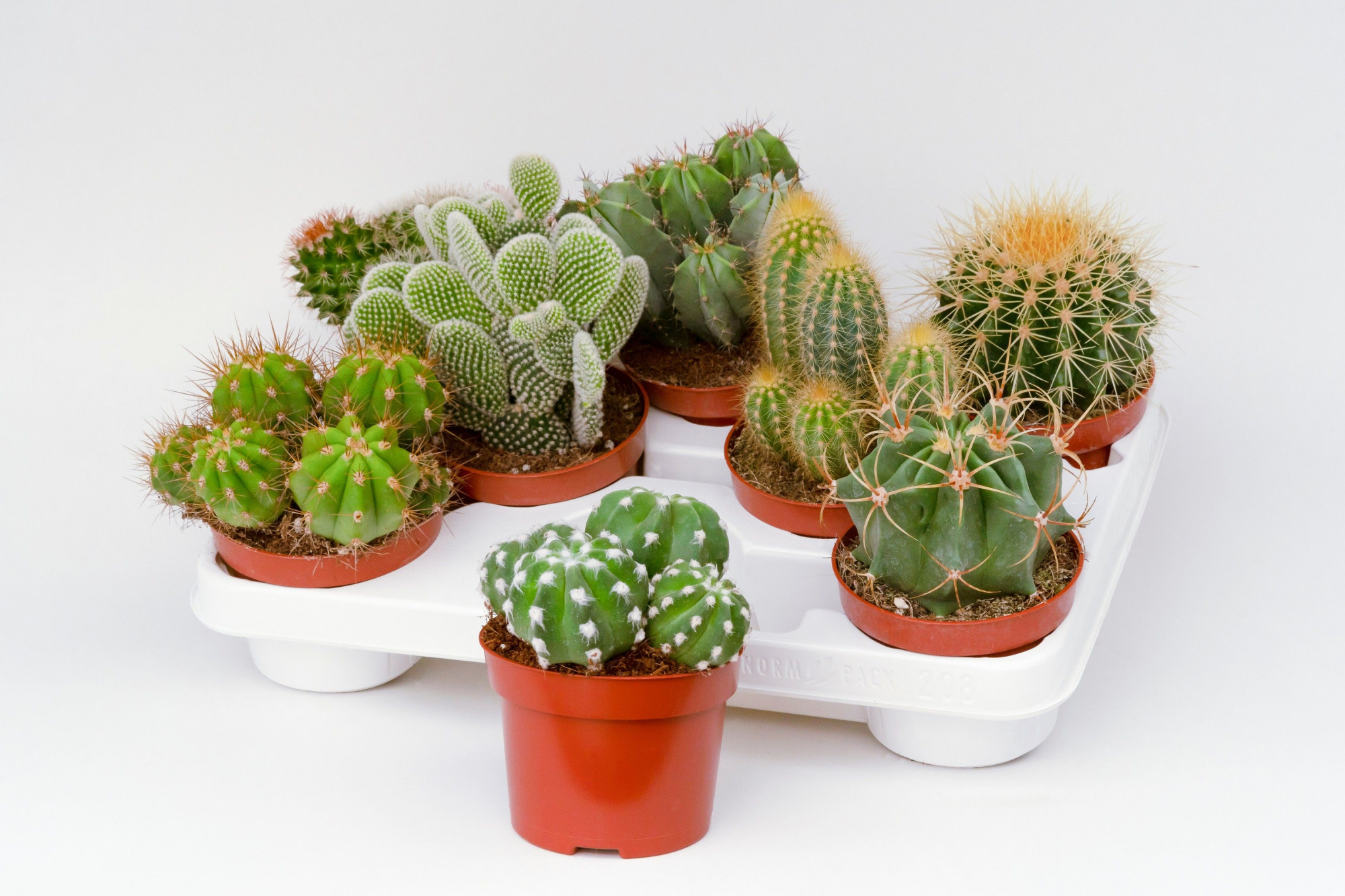 Cactus mix 10,5cm, D 10,5 cm