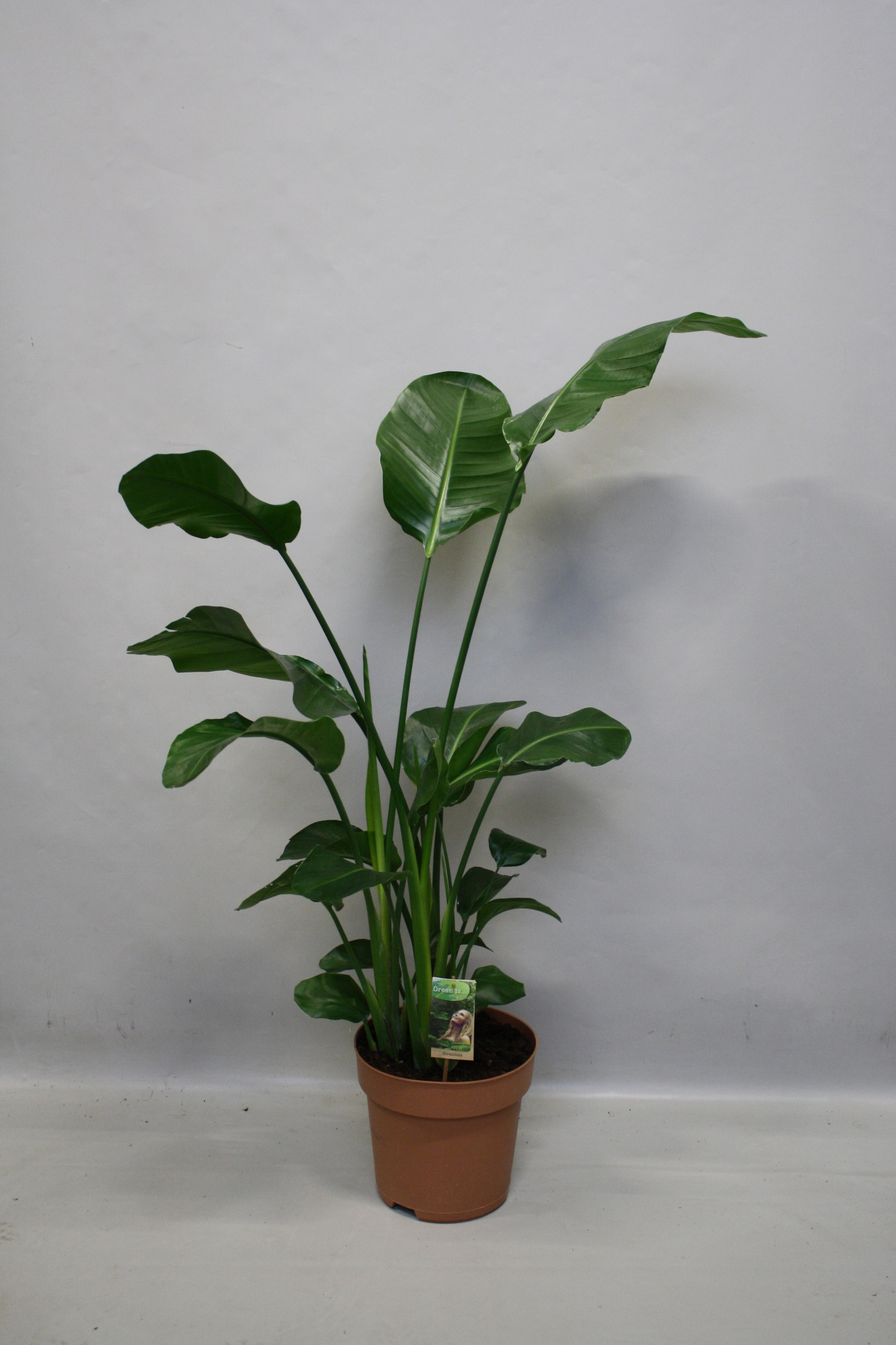 Strelitzia Nicolai p27 - H130-150, D 27