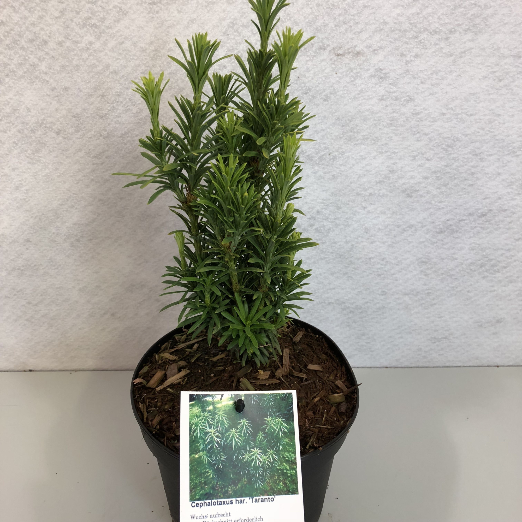 Cephalotaxus harringtonii 'Taranto WB', D 23 cm