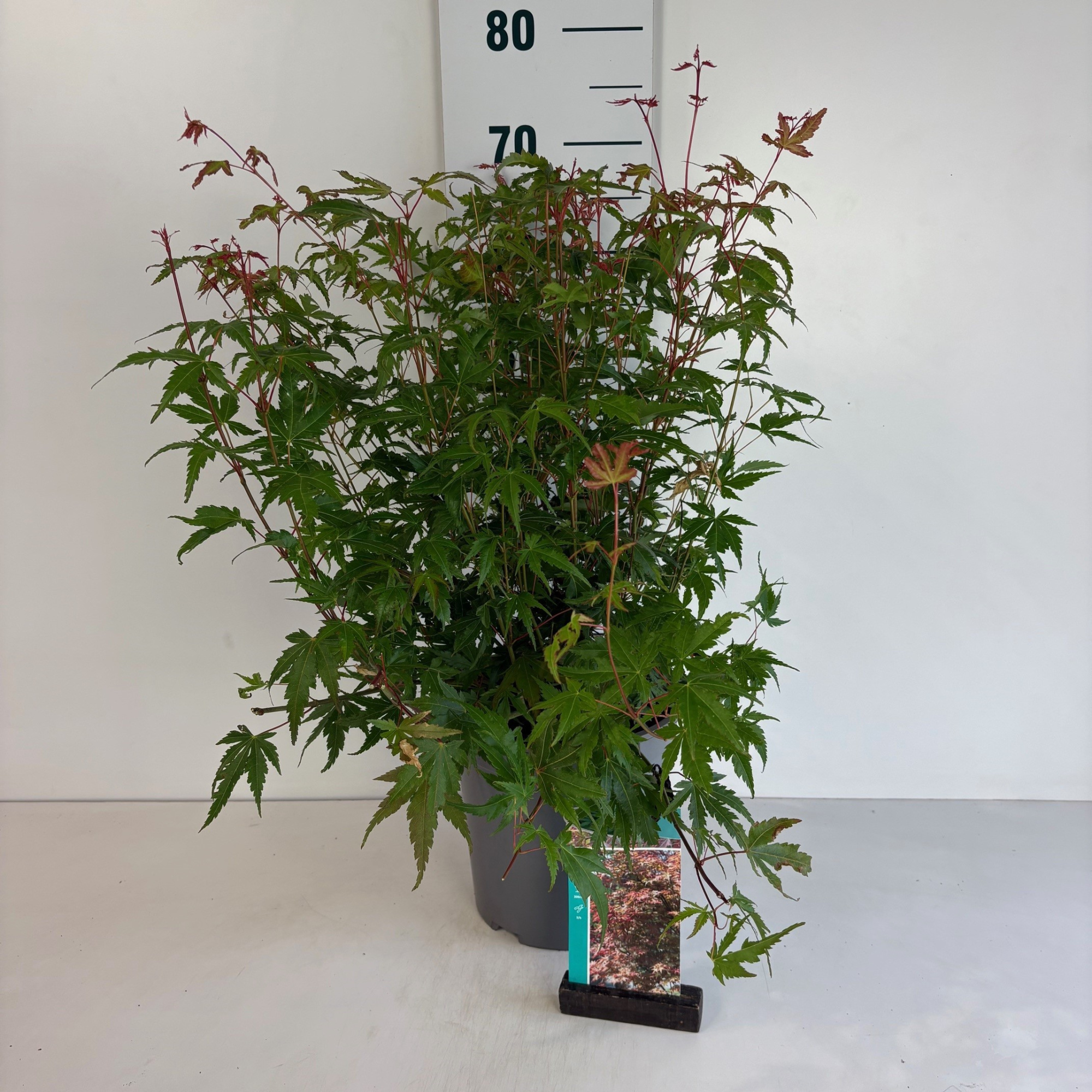 Acer Palmatum, D 24 cm