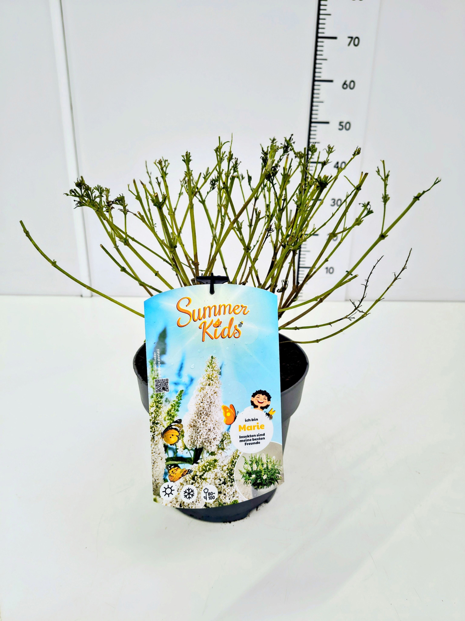 Buddleja d. 'Summer Kids® Marie' C5, D 23 cm