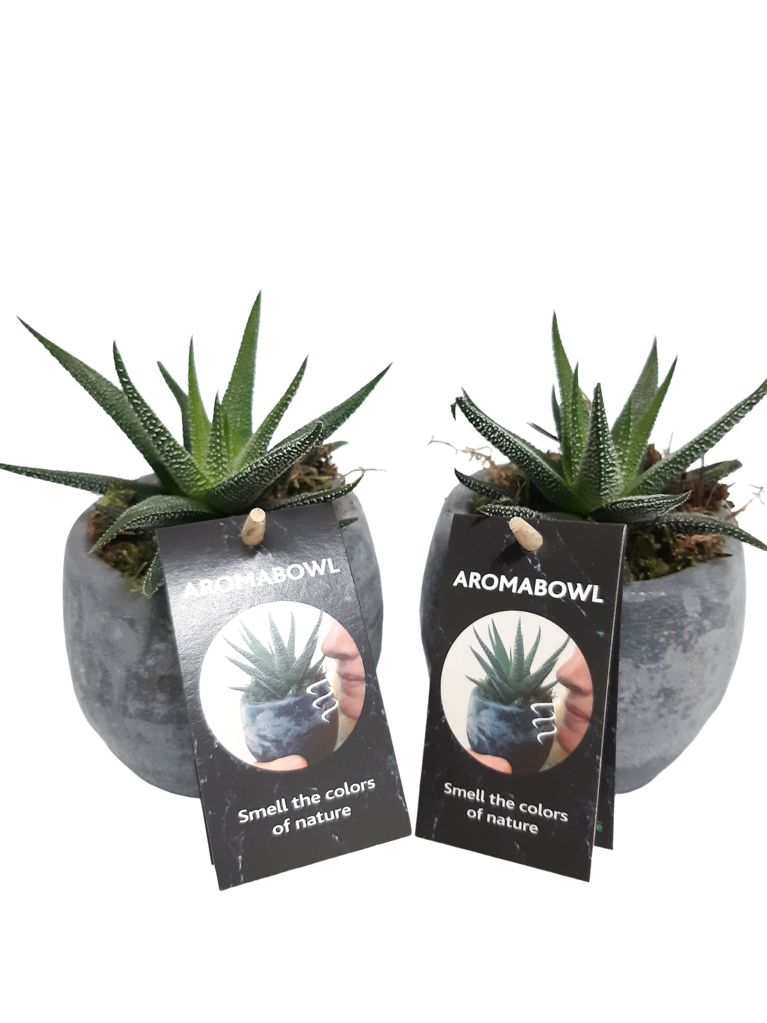 AB9LAVHAW Aroma Bowl Lavender 9cm Haworthia, D 9 cm