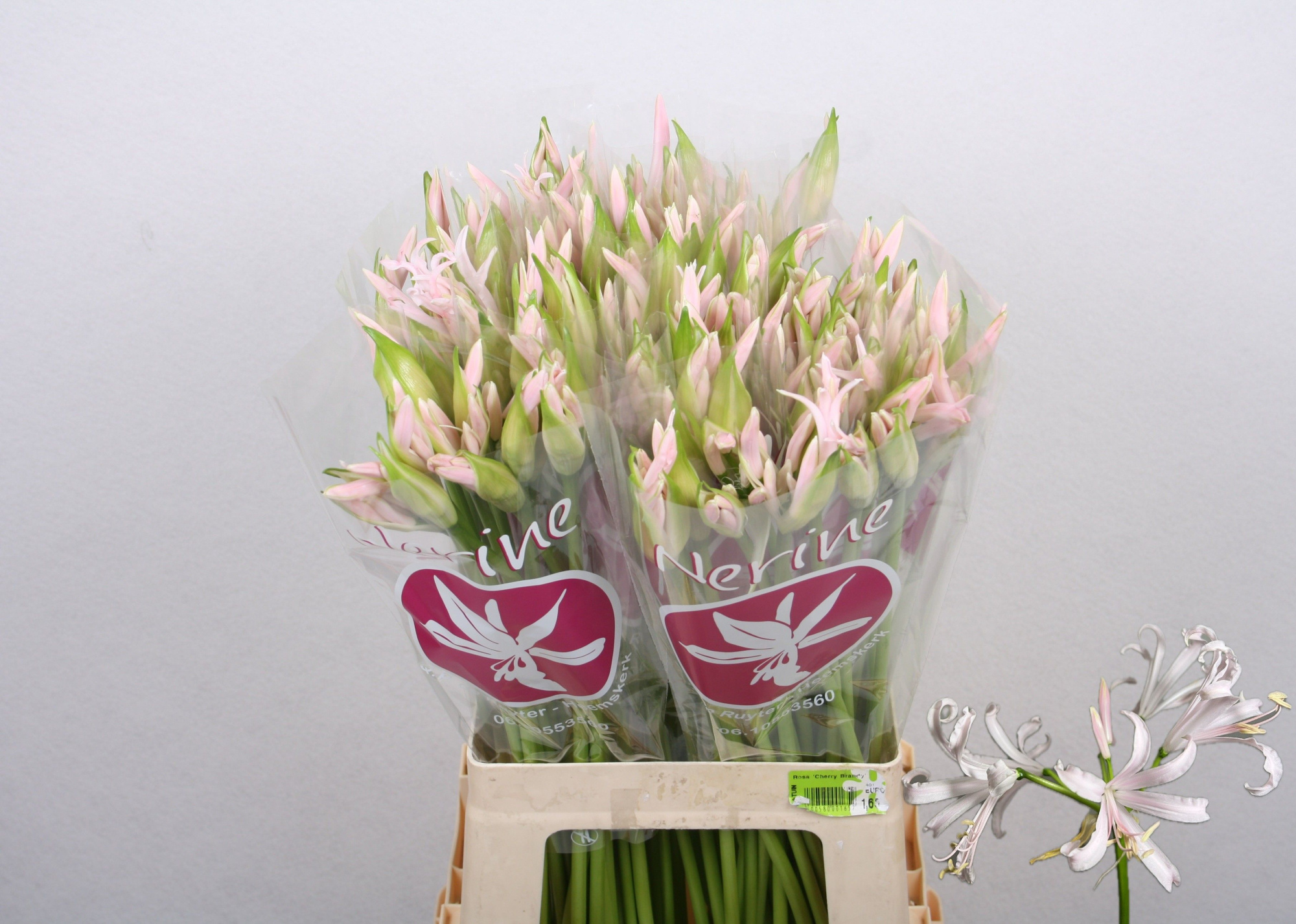 Нерине Софи 65 (светло-роз.), шт.