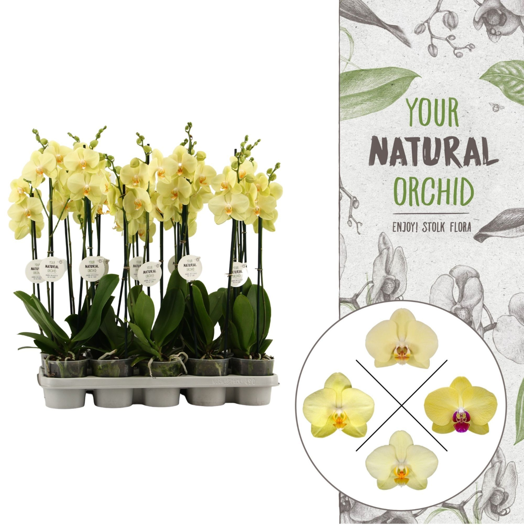 Your Natural Orchid | Geel | Phalaenopsis 2 spike, D 12 cm