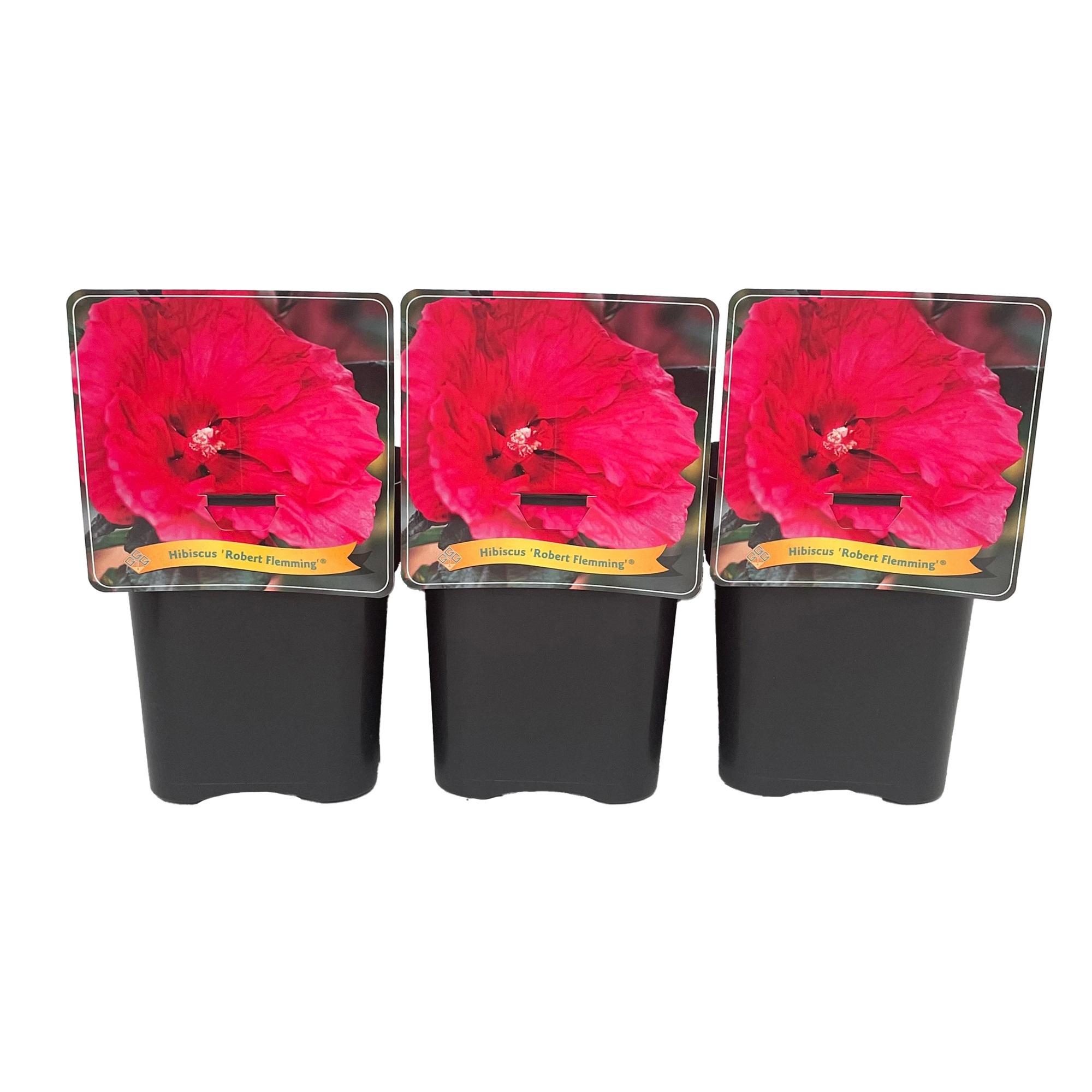 Hibiscus 'Robbert Flemming' C5, D 21 cm