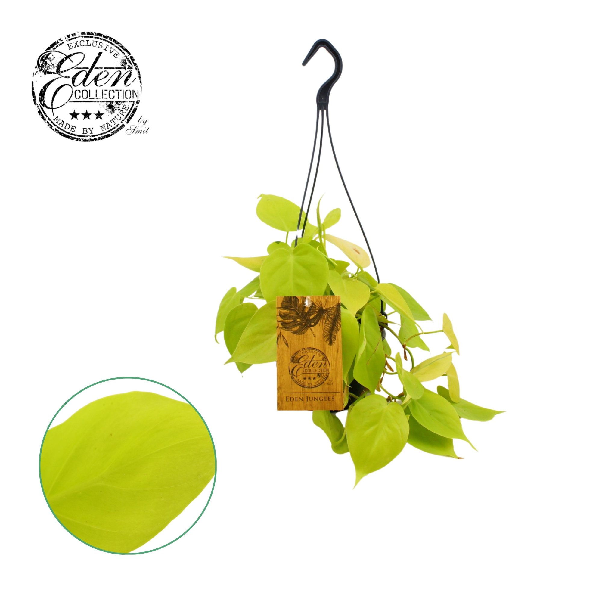 Philodendron Micans Lime 15cm HP, D 15 cm