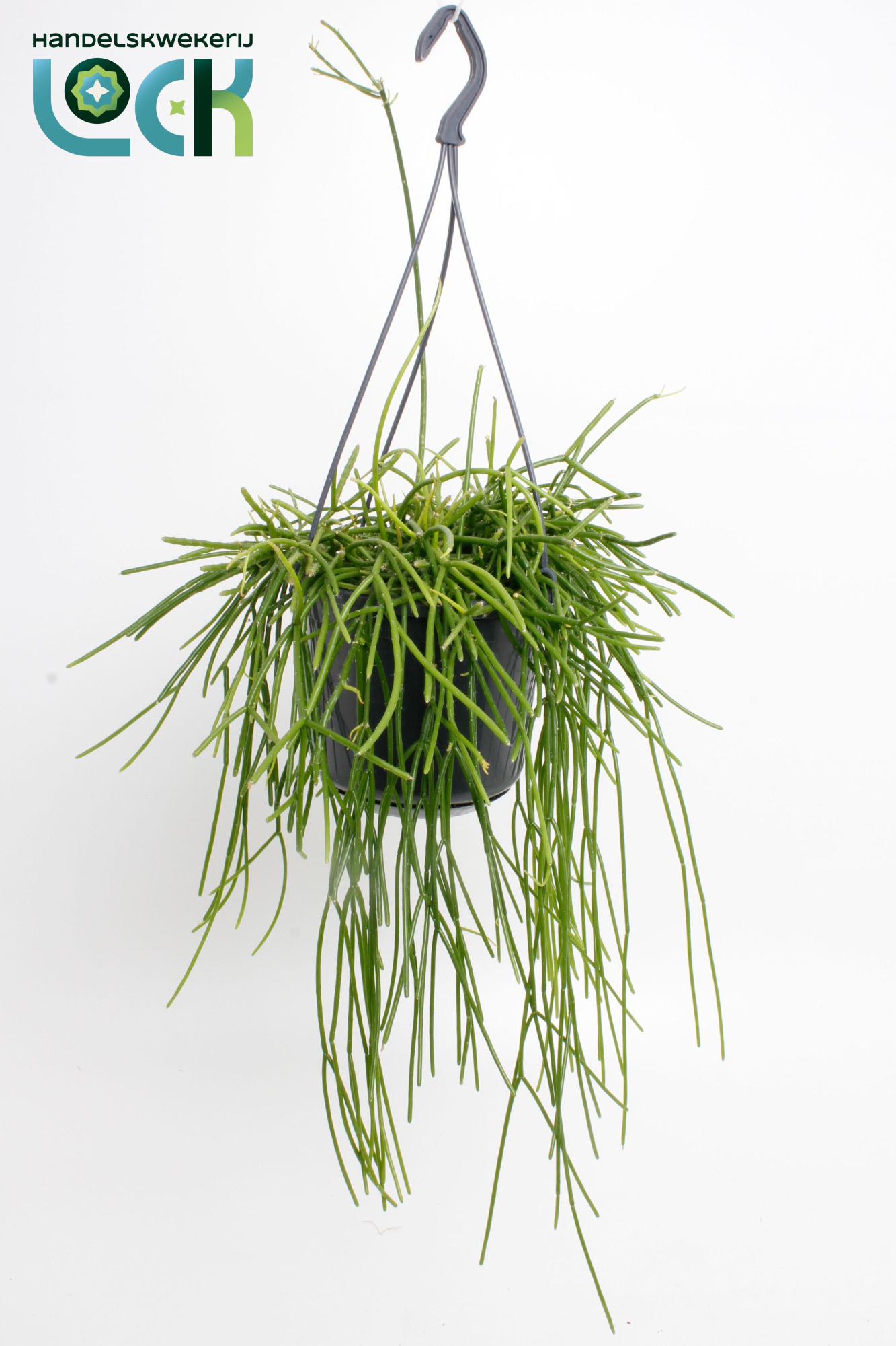 Rhipsalis Pulchra, D 15 cm