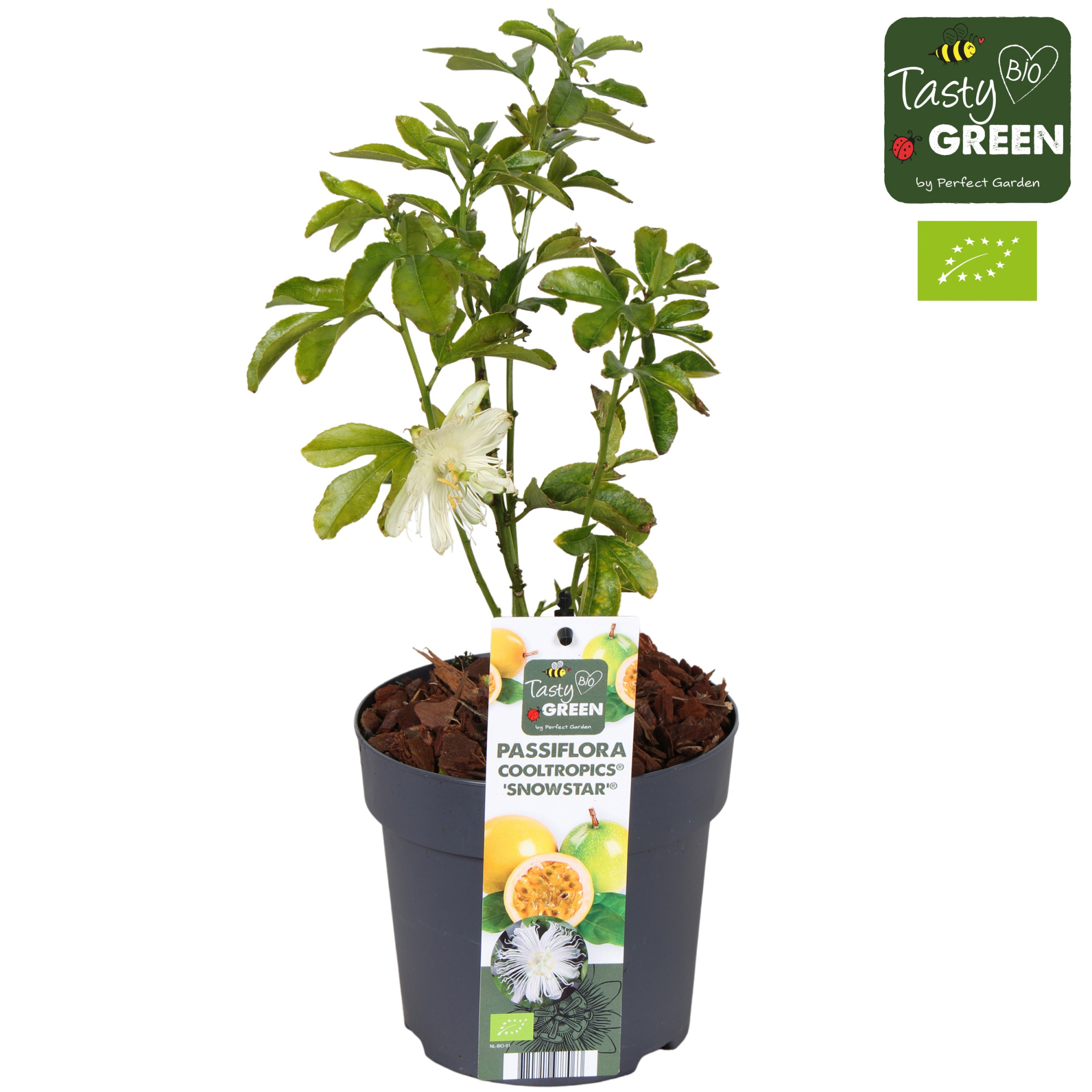 Passiflora cooltropics 'Snowstar' Bio P14, D 14 cm