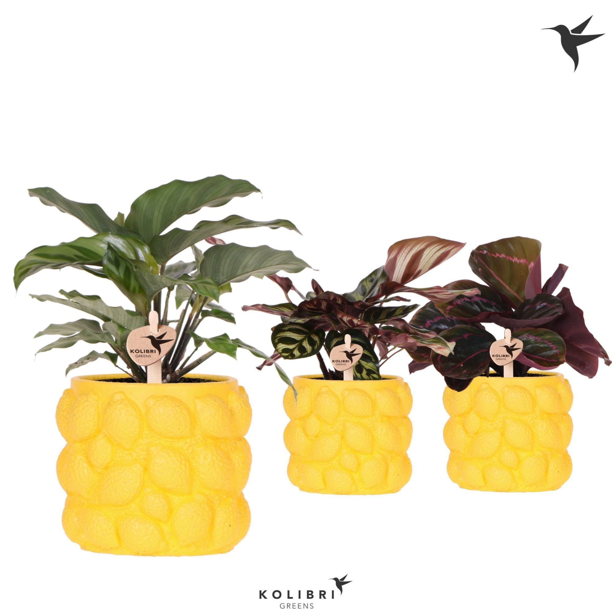 Kolibri Greens Calathea mix in Citrus pot yellow, D 9 cm