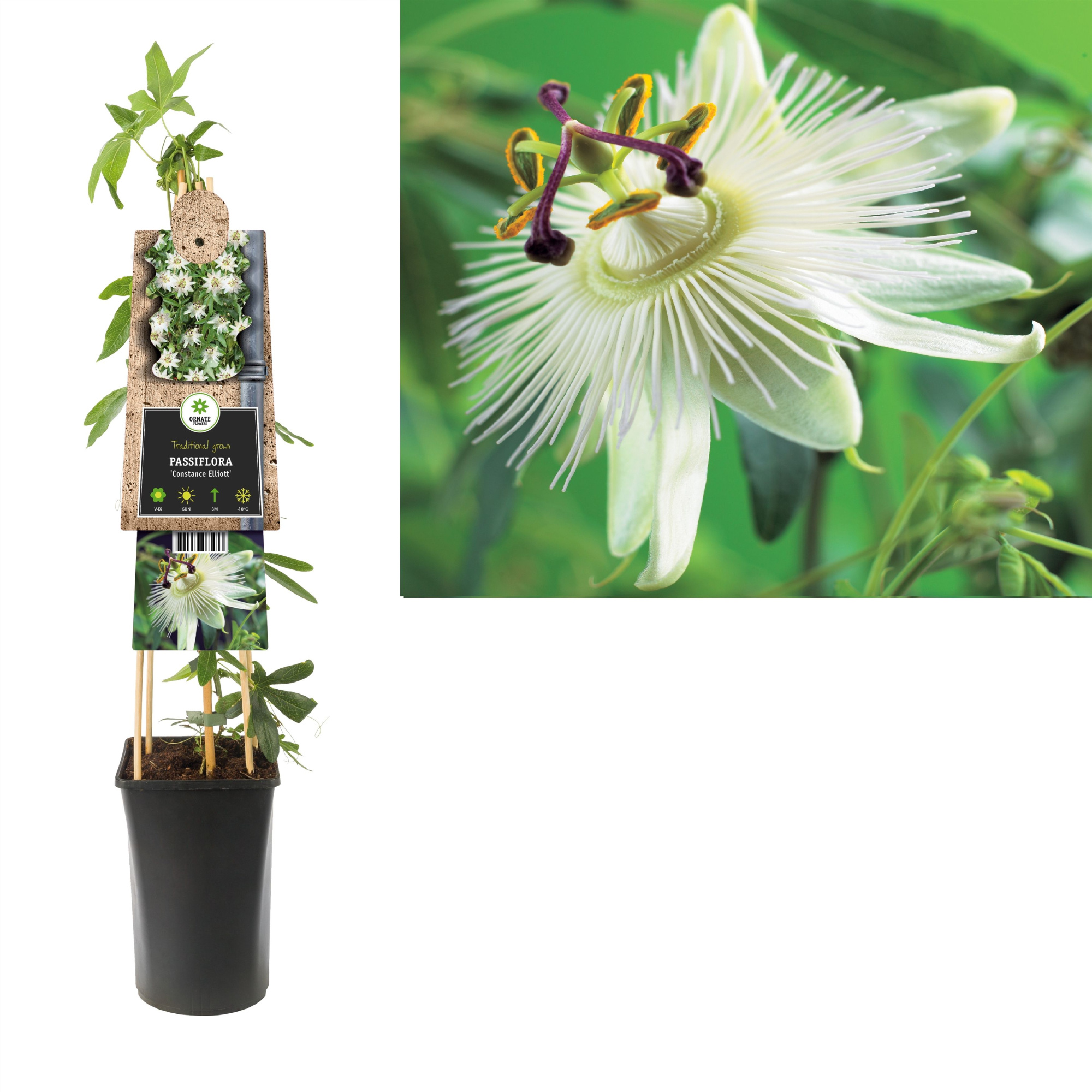 Passiflora 'Constance Elliott' +3.0 label, D 17 cm