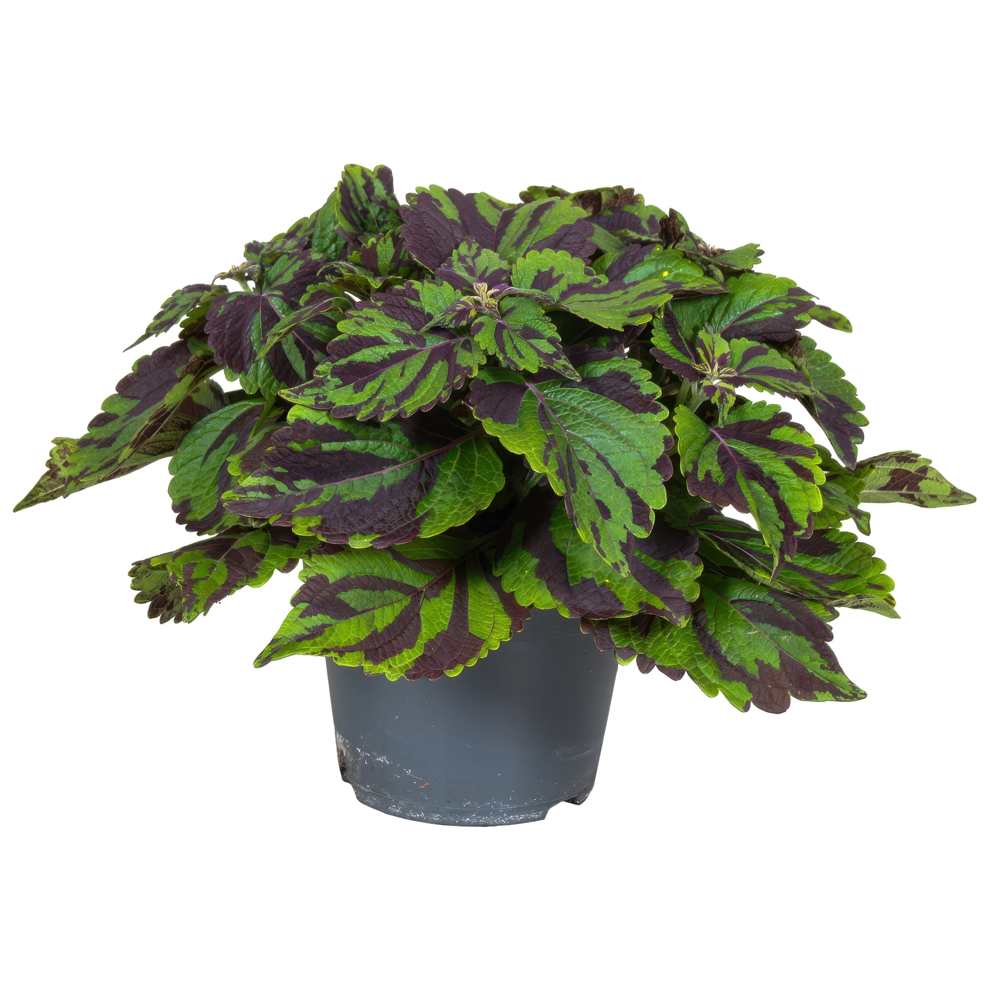 Coleus Tiger, D 17 cm