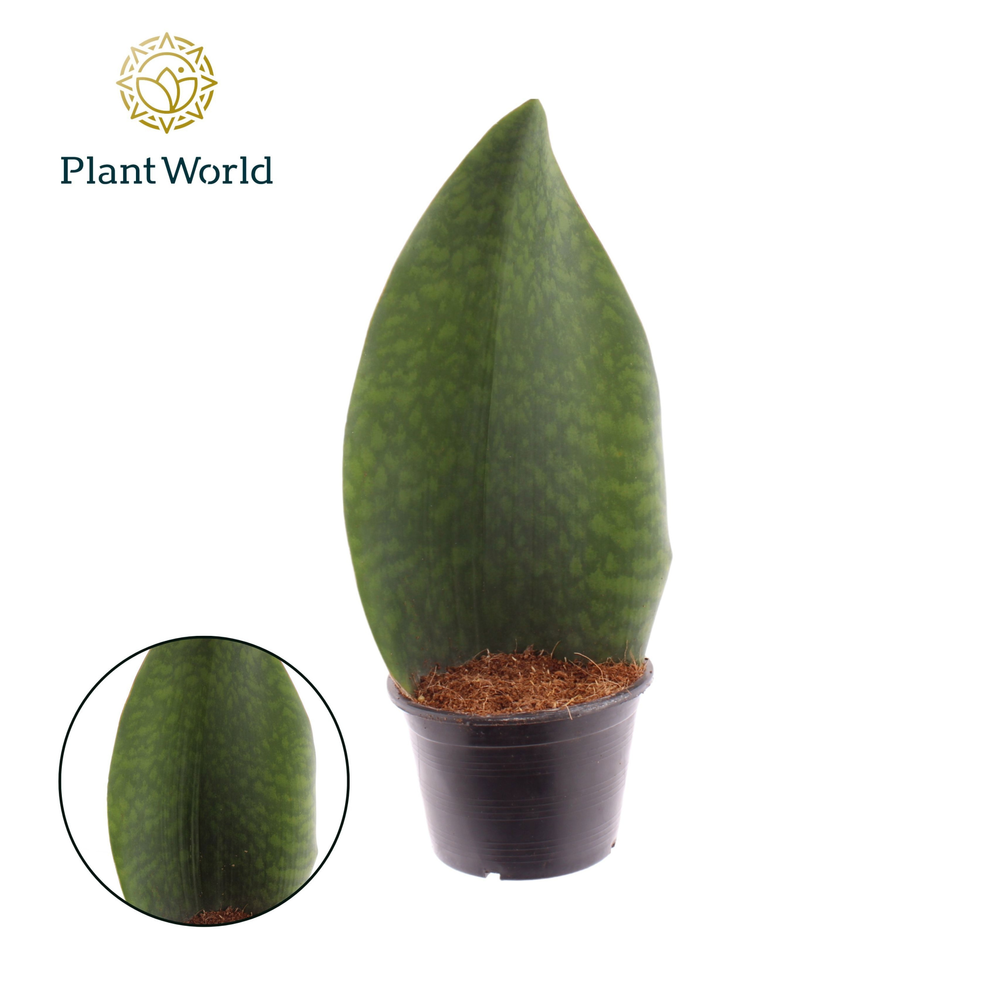 Sansevieria ‘Masoniana’ Whale Fin, D 14