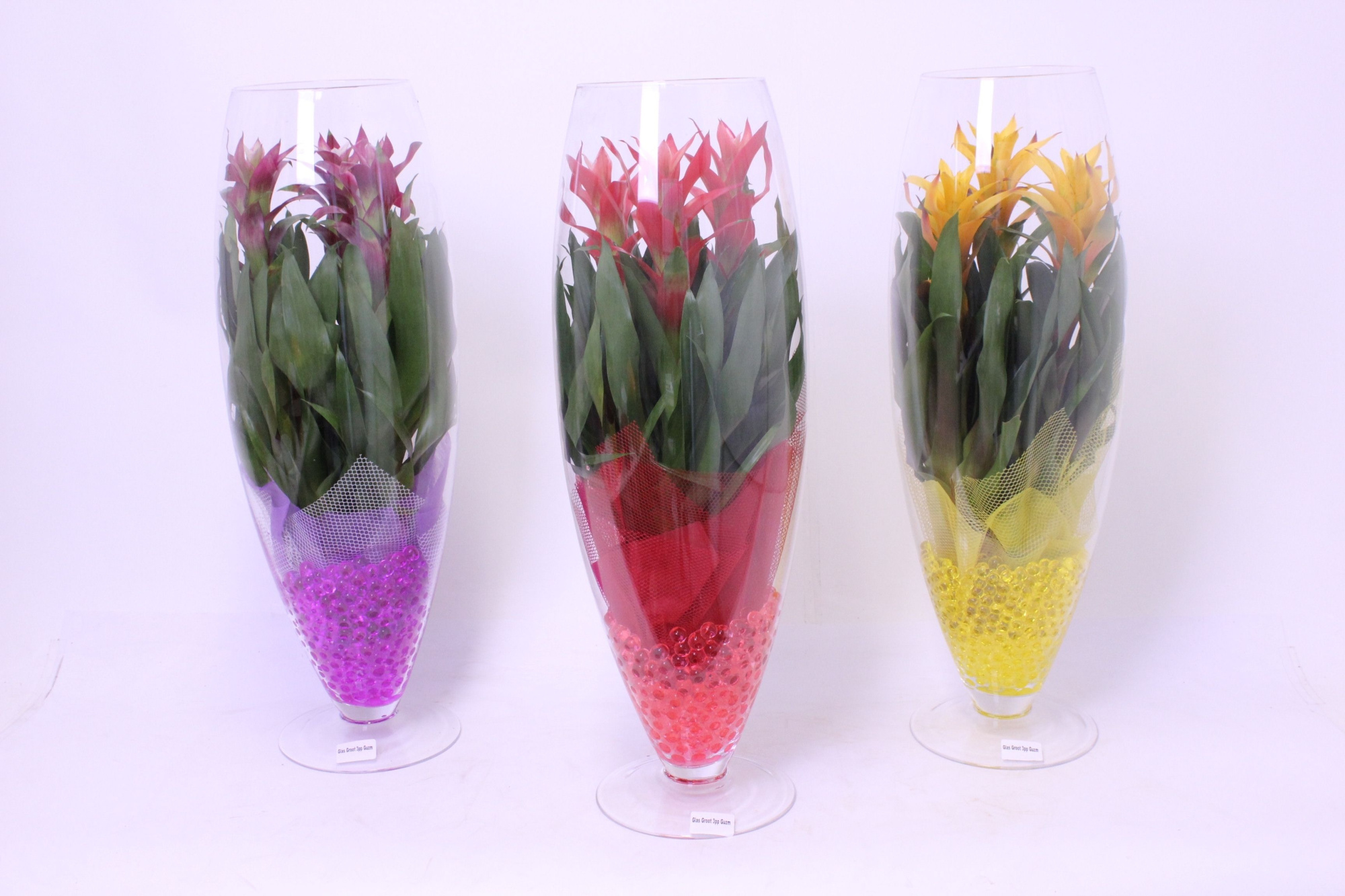 Guzmania 3pp in Glazen Vaas, D 20 cm