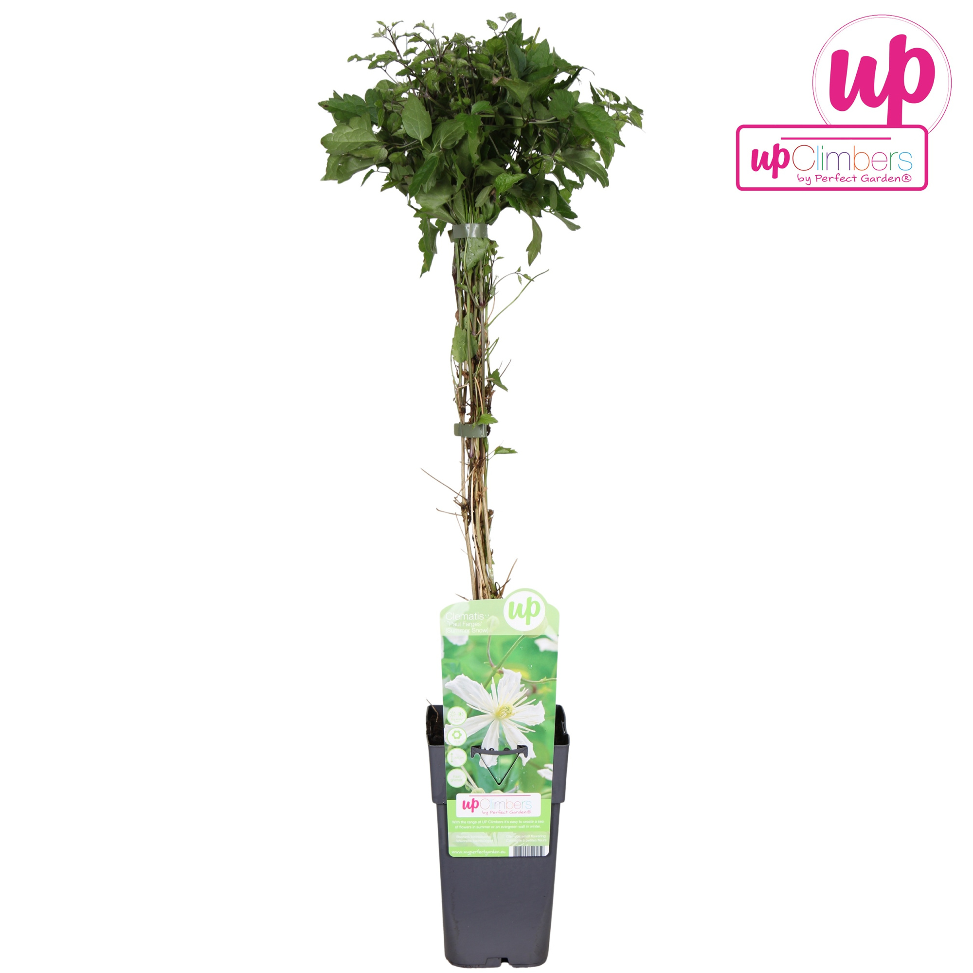Clematis vitalba Paul Farges P15, D 15 cm
