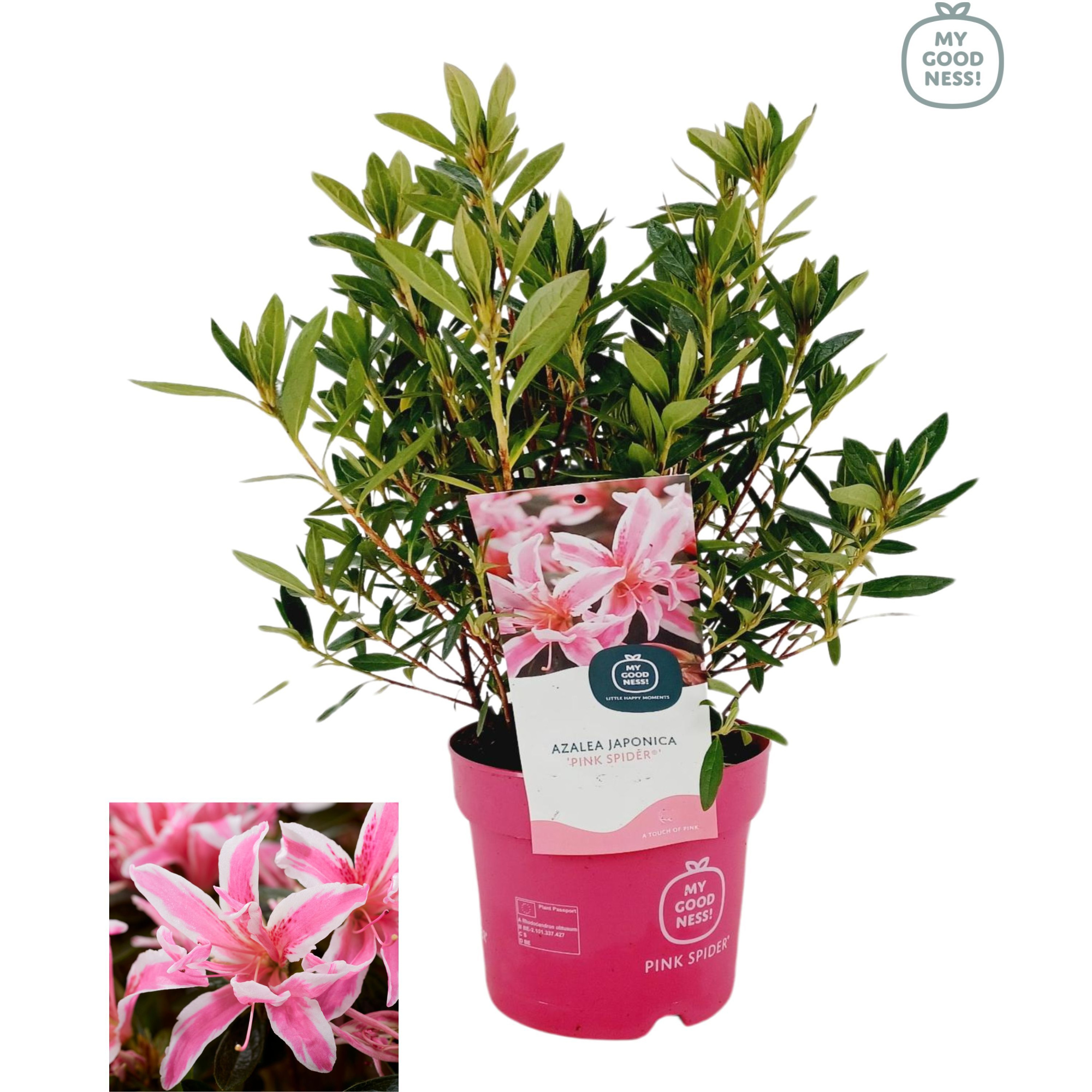 Azalea japonica 35/P17 'Pink Spider', D 17 cm