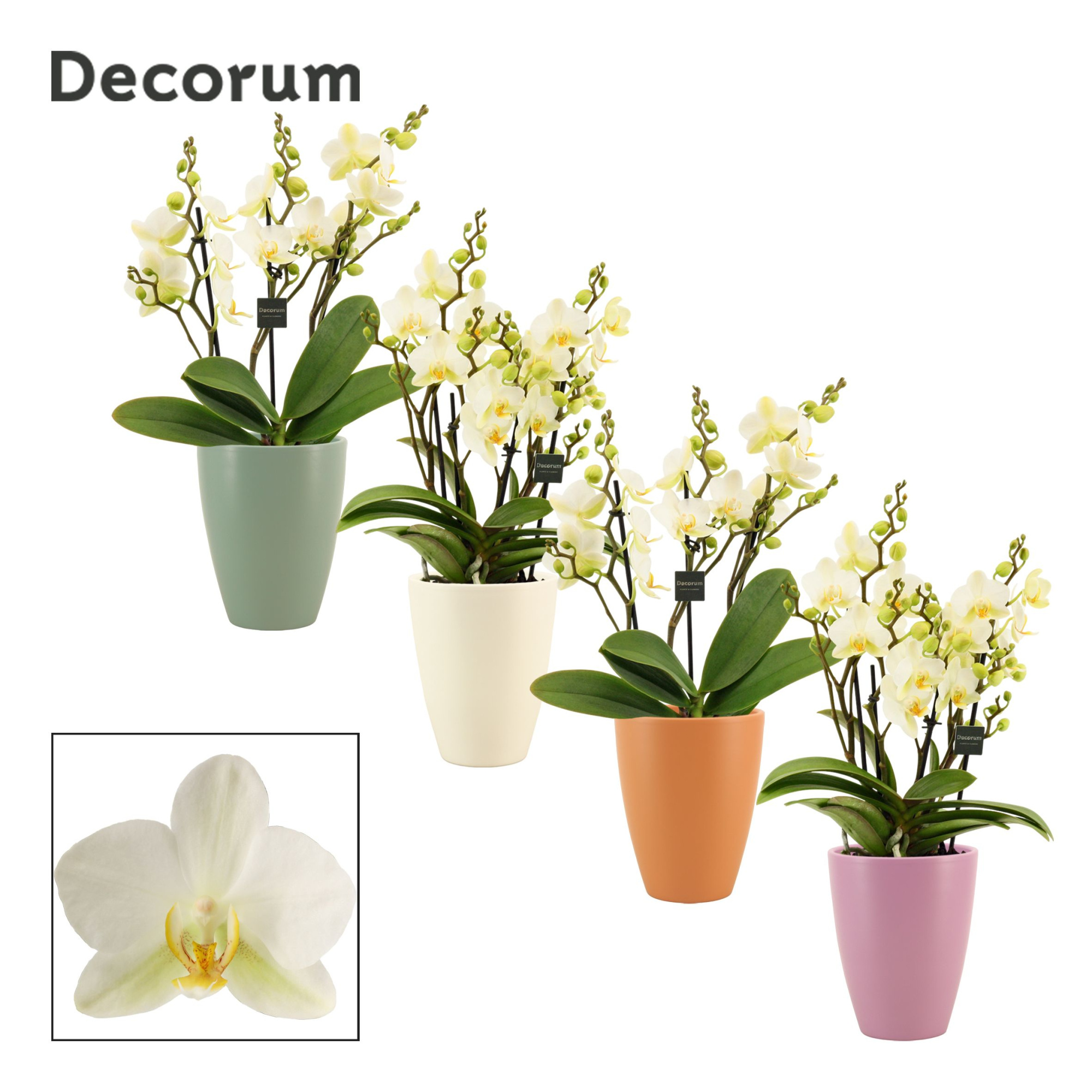 Phalaenopsis dazzling Lausanne 3-4 tak in Carly (Craft world-col, D 12 cm