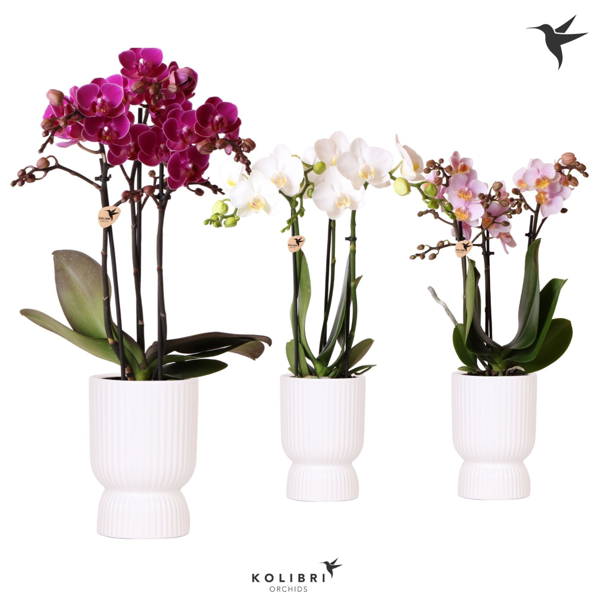 Kolibri Orchids Phalaenopsis mix 3 spike in Diabolo pot white, D 9