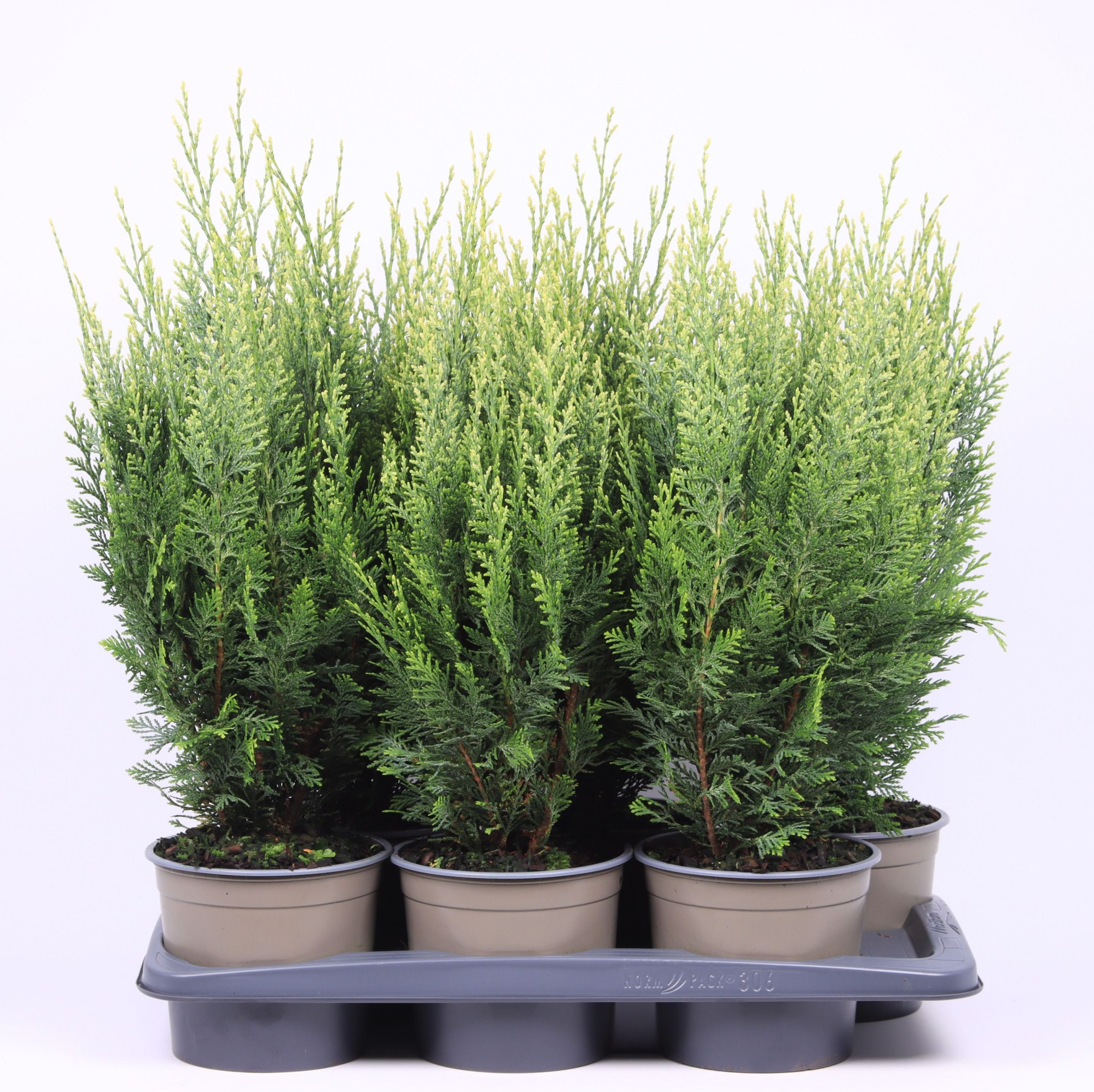 Chamaecyparis lawsoniana 'White Spot', D 17 cm