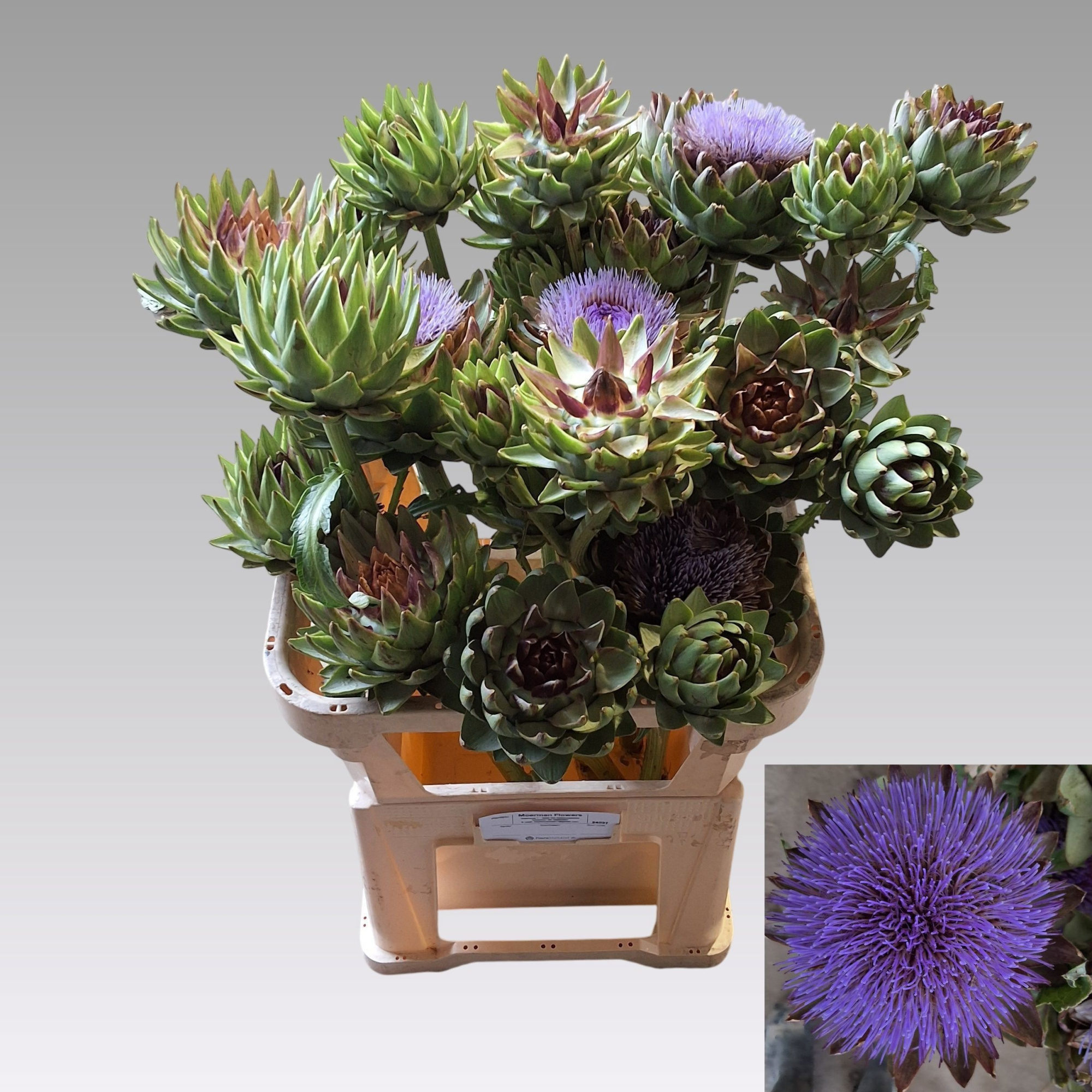 Артишок Грин Глоуб 80, шт.